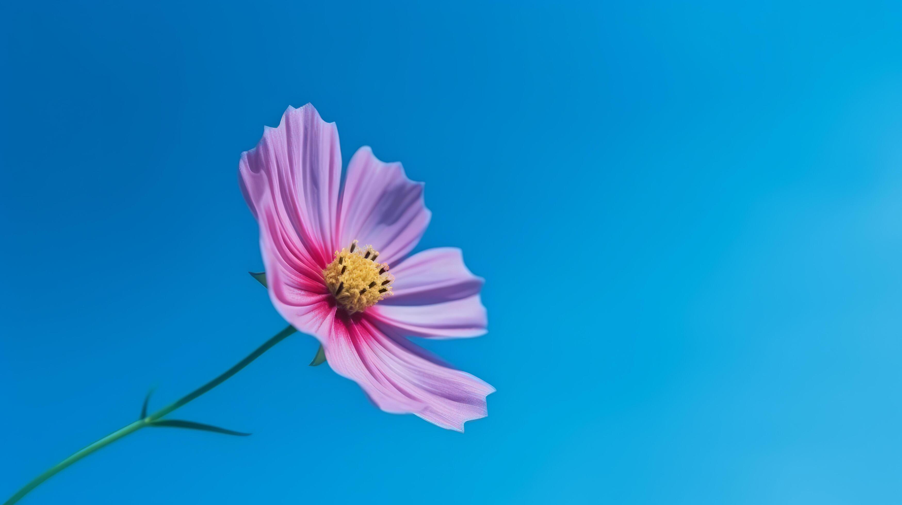 Cosmos flower over sky background. Illustration Stock Free