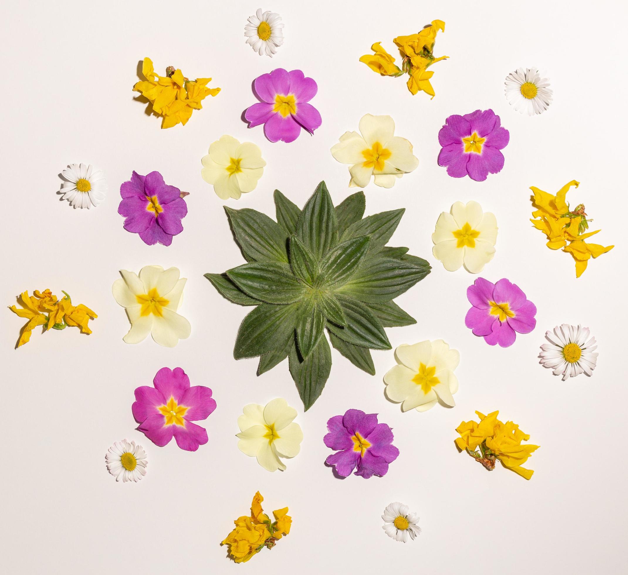 Creative Composition with fresh colorful Spring flowers on white Background. Minimal aesthetic concept. Top view. Stock Free