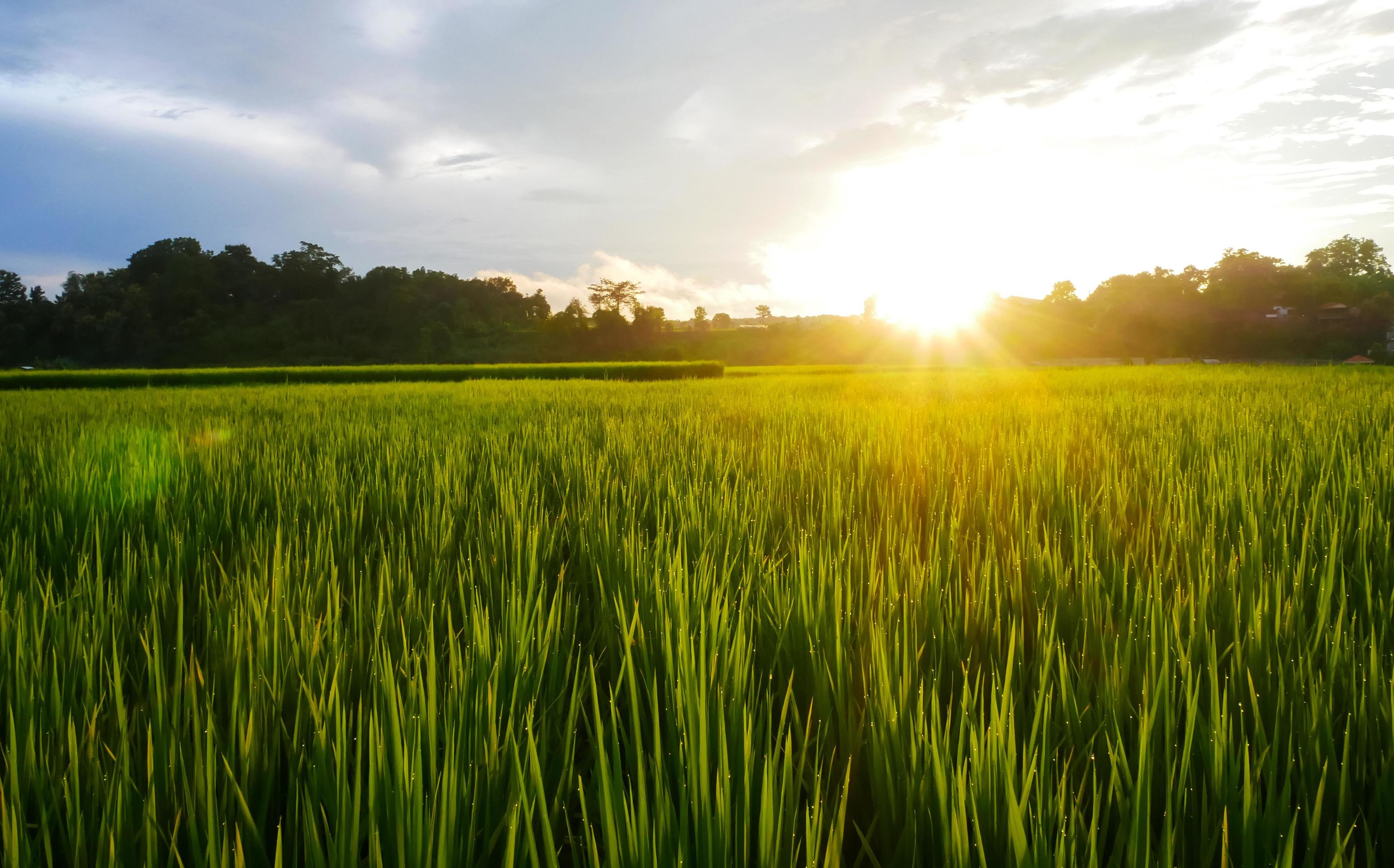 Green rice field rainy season and sunset beautiful natural scenery Stock Free