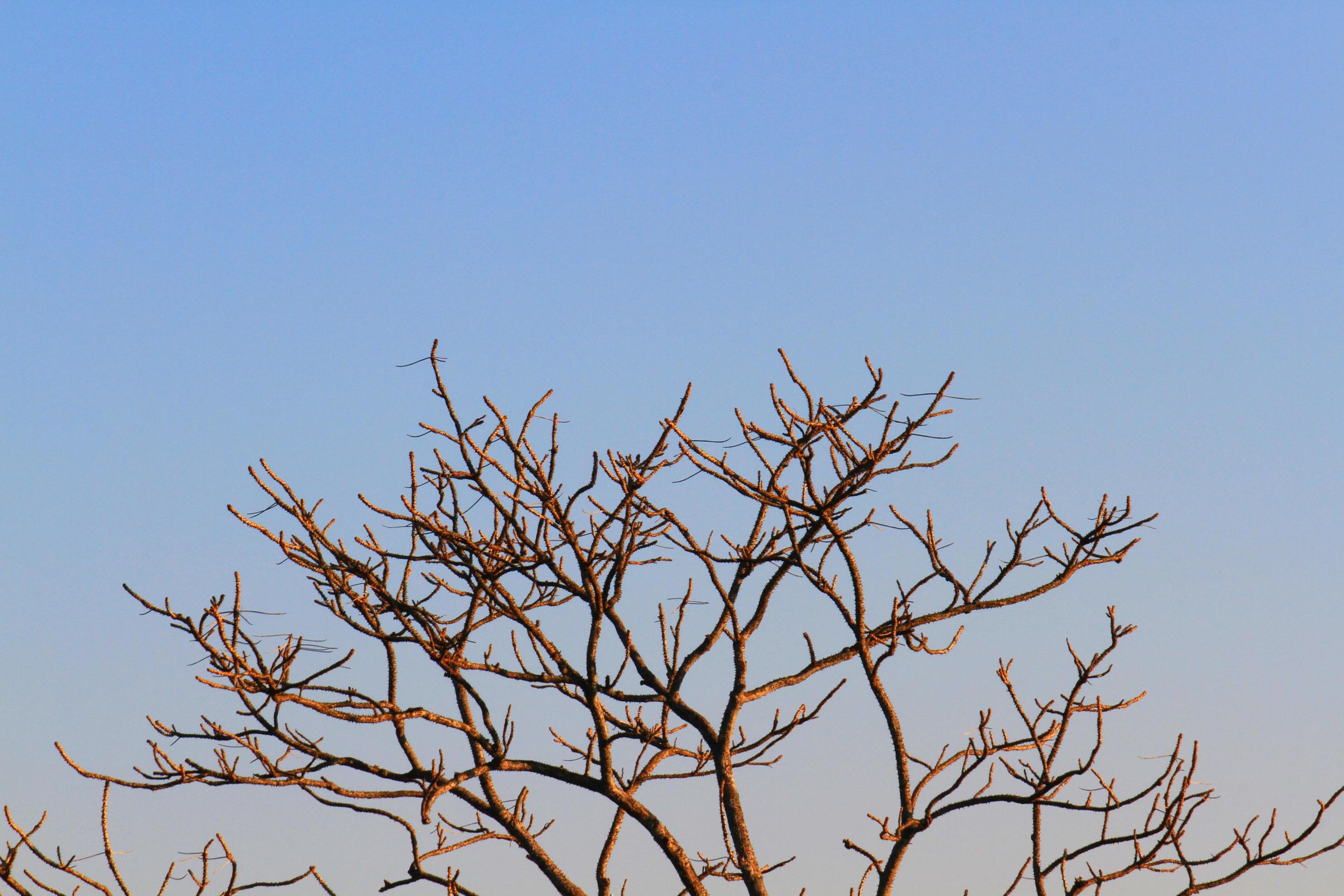 Sunlight shining to dried branches with blue sky on mountain Stock Free