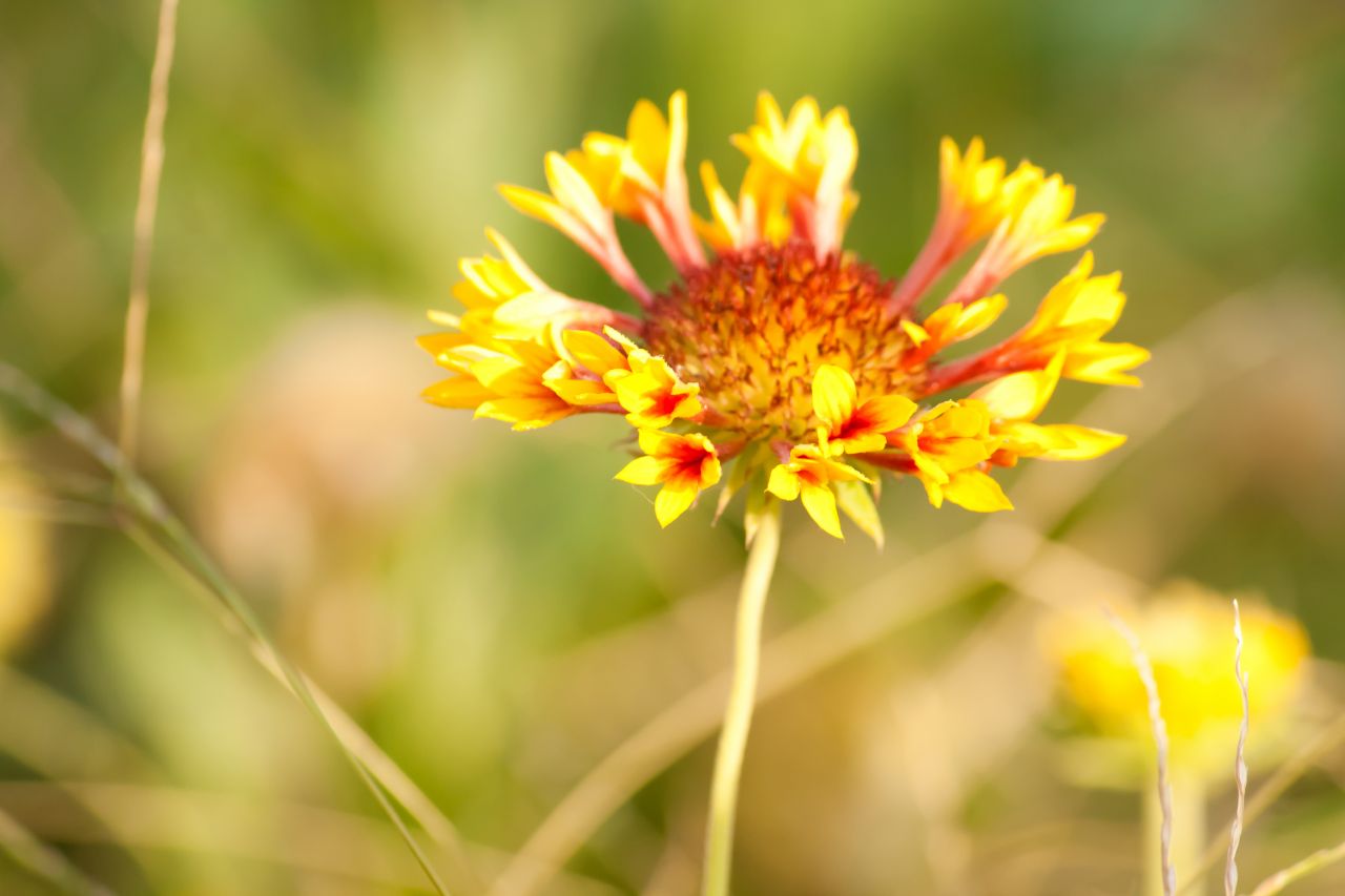 Blooming Yellow Flower Stock Free