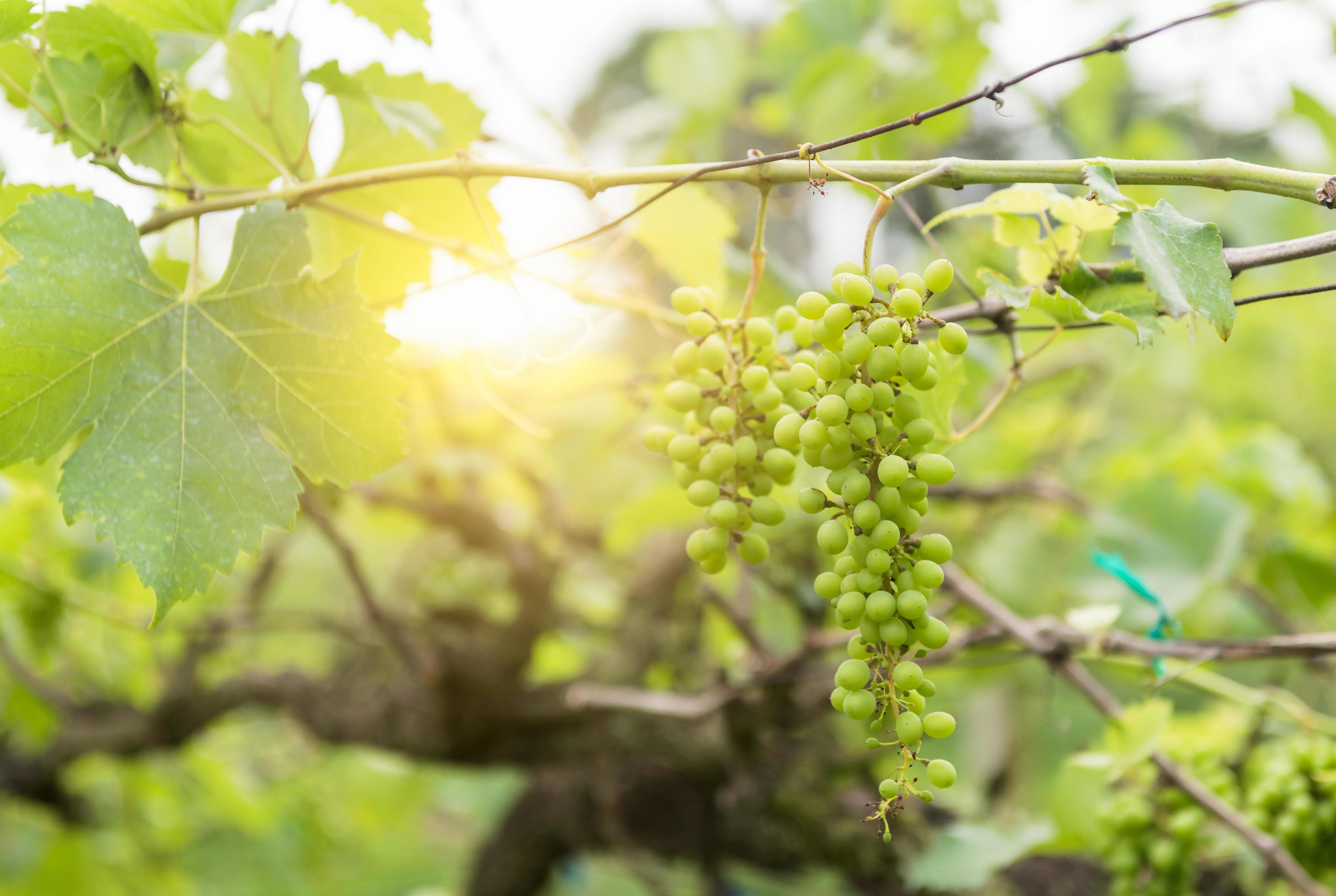 green grape in farm on morning Stock Free