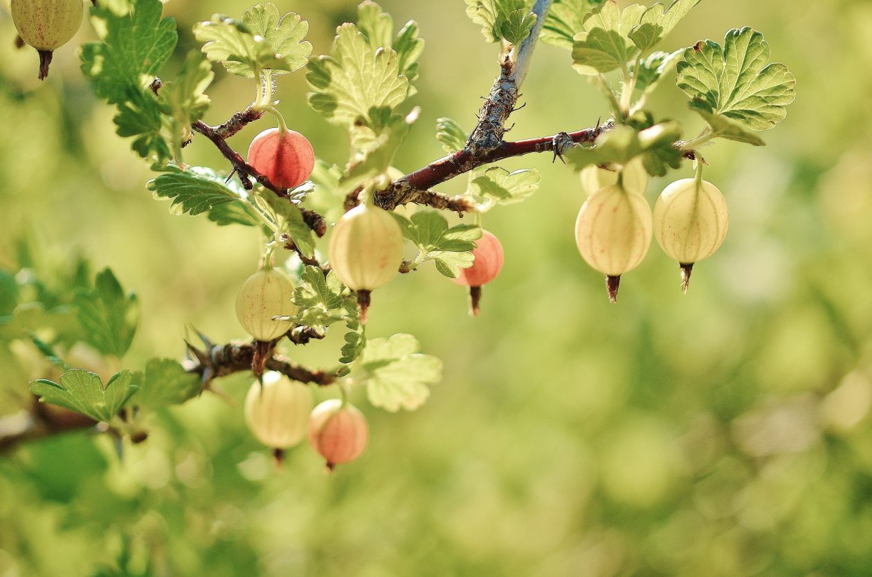 Berries Stock Free