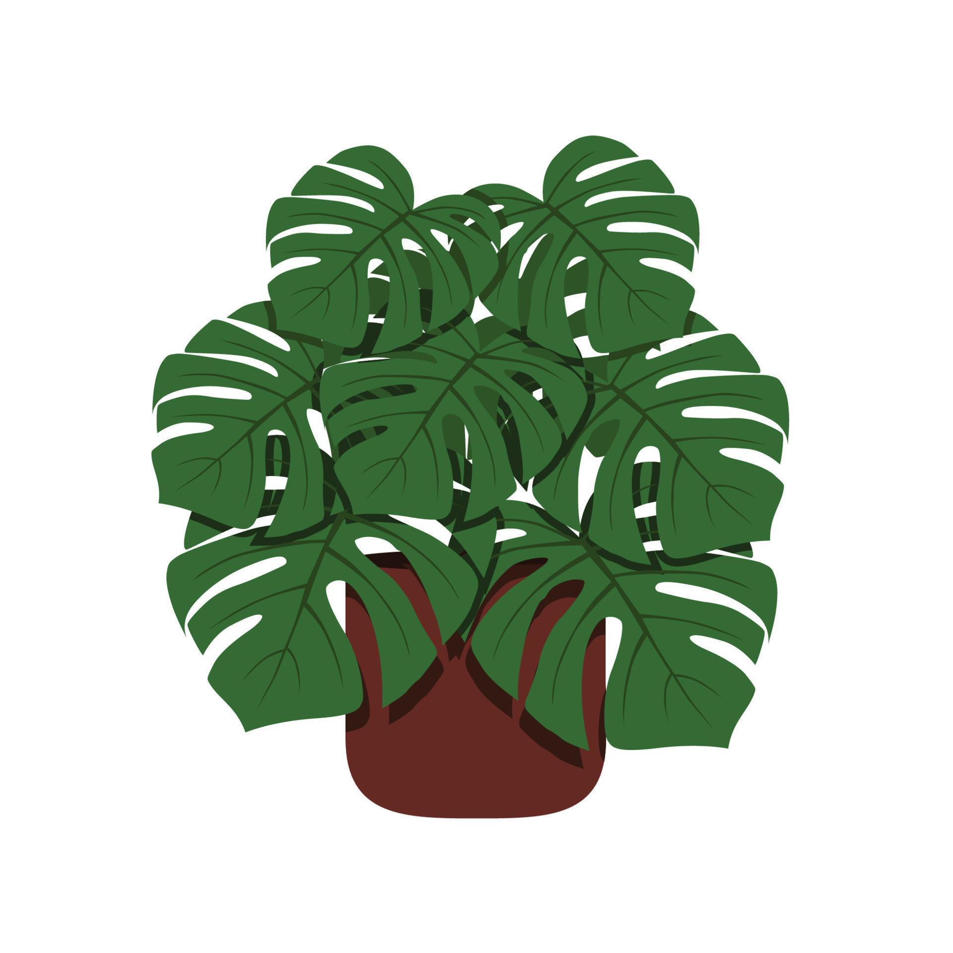 Monstera in a flower pot isolated. Tropical plant for interior decor of home or office. Vector illustration. Stock Free