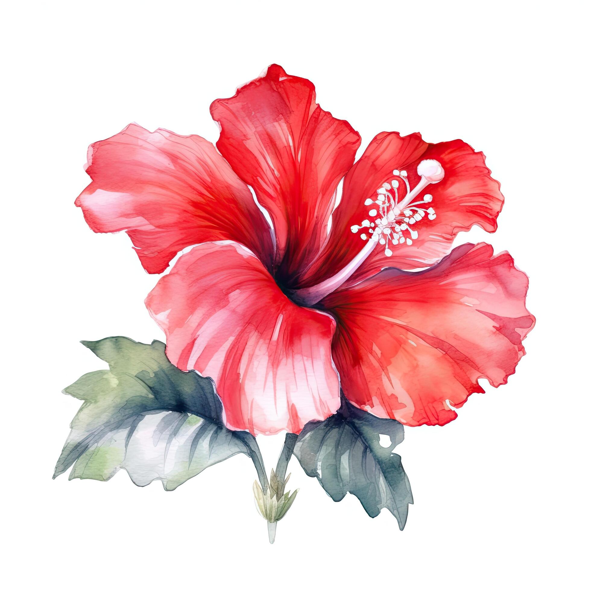 Red watercolor hibiscus flower. Illustration Stock Free