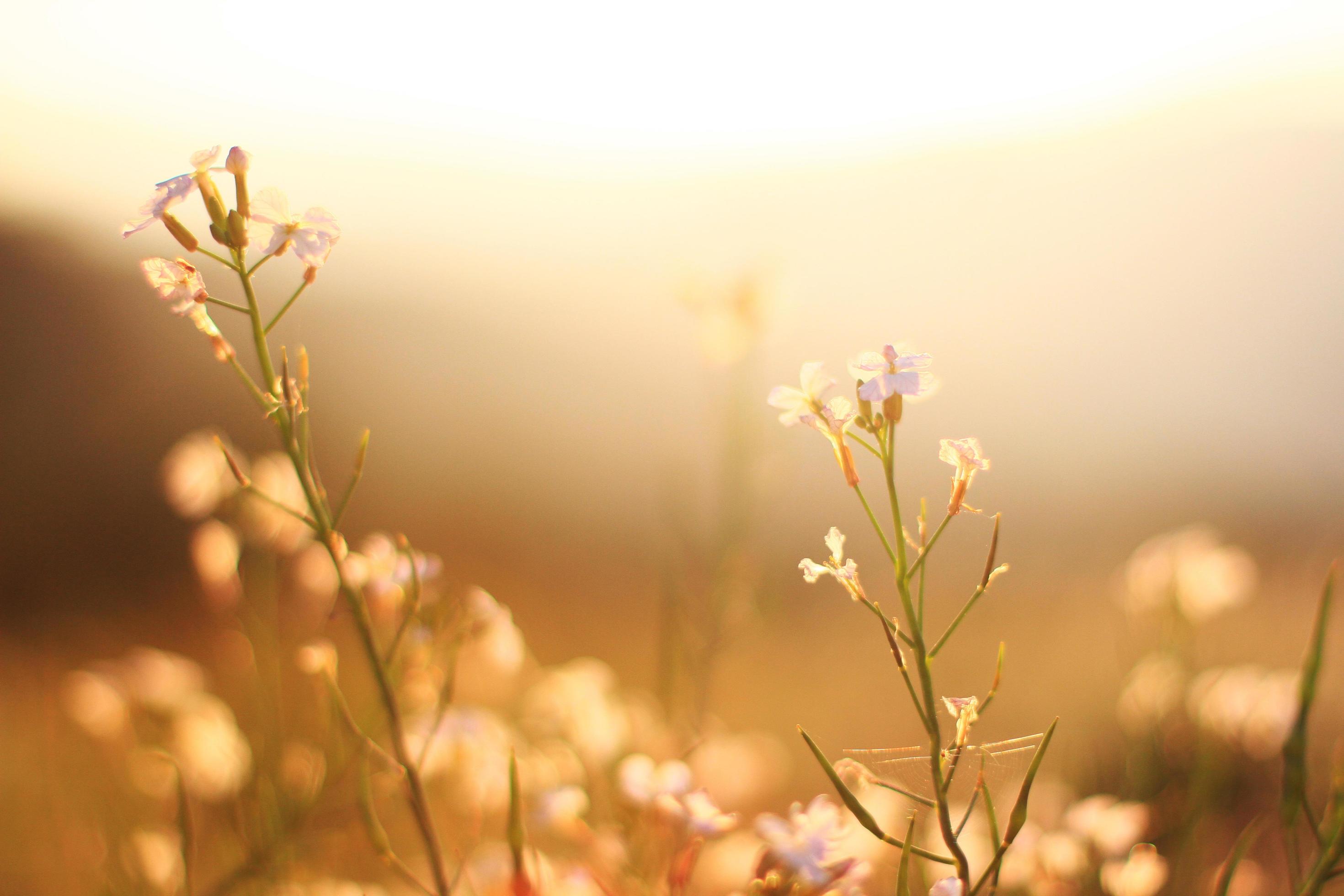 Beautiful bloming white wild flowers fields in springtime and natural sunlight shining on mountain. Stock Free