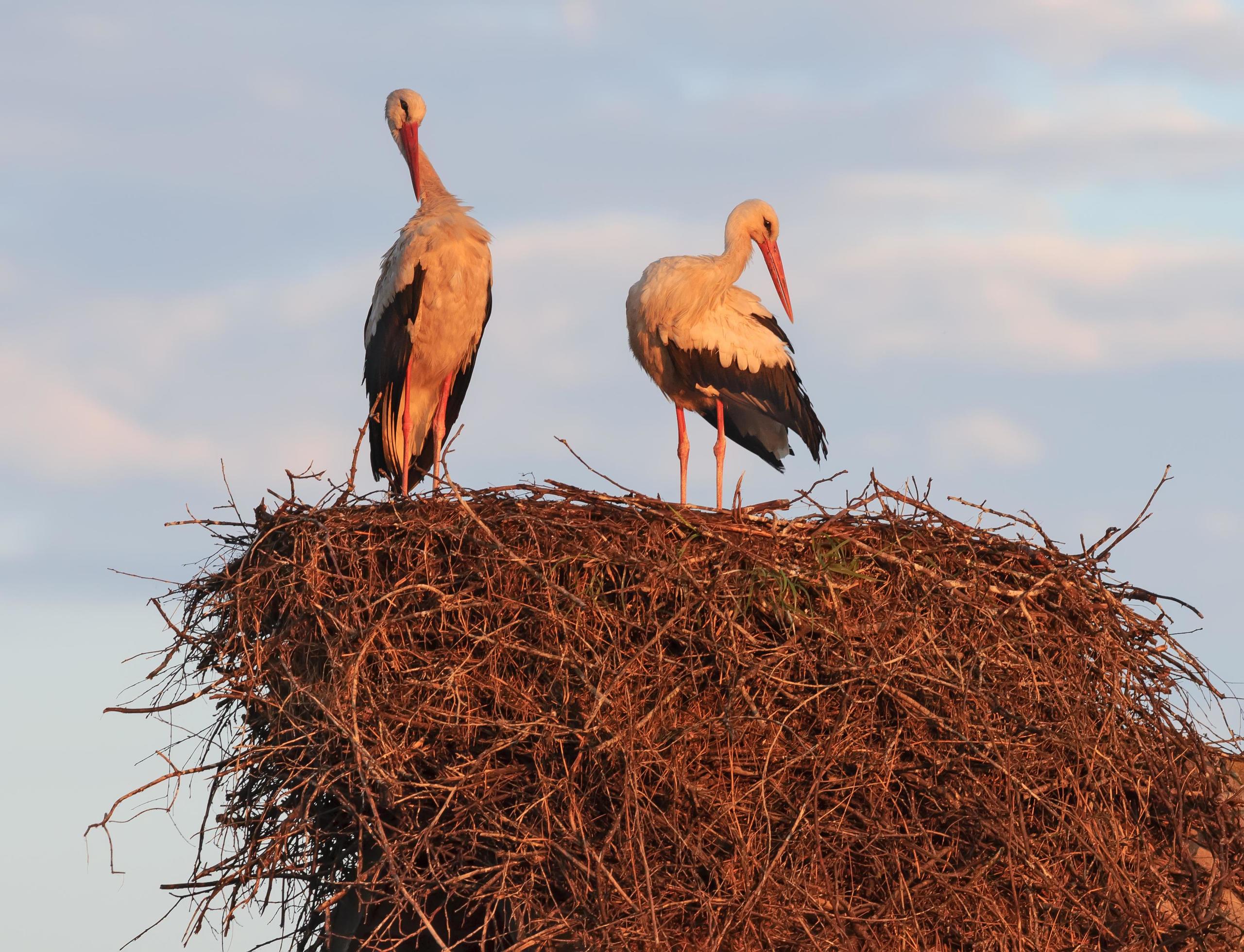 Family couple of male and female White storks Ciconia ciconia enjoy each other company on the nest in the morning Stock Free