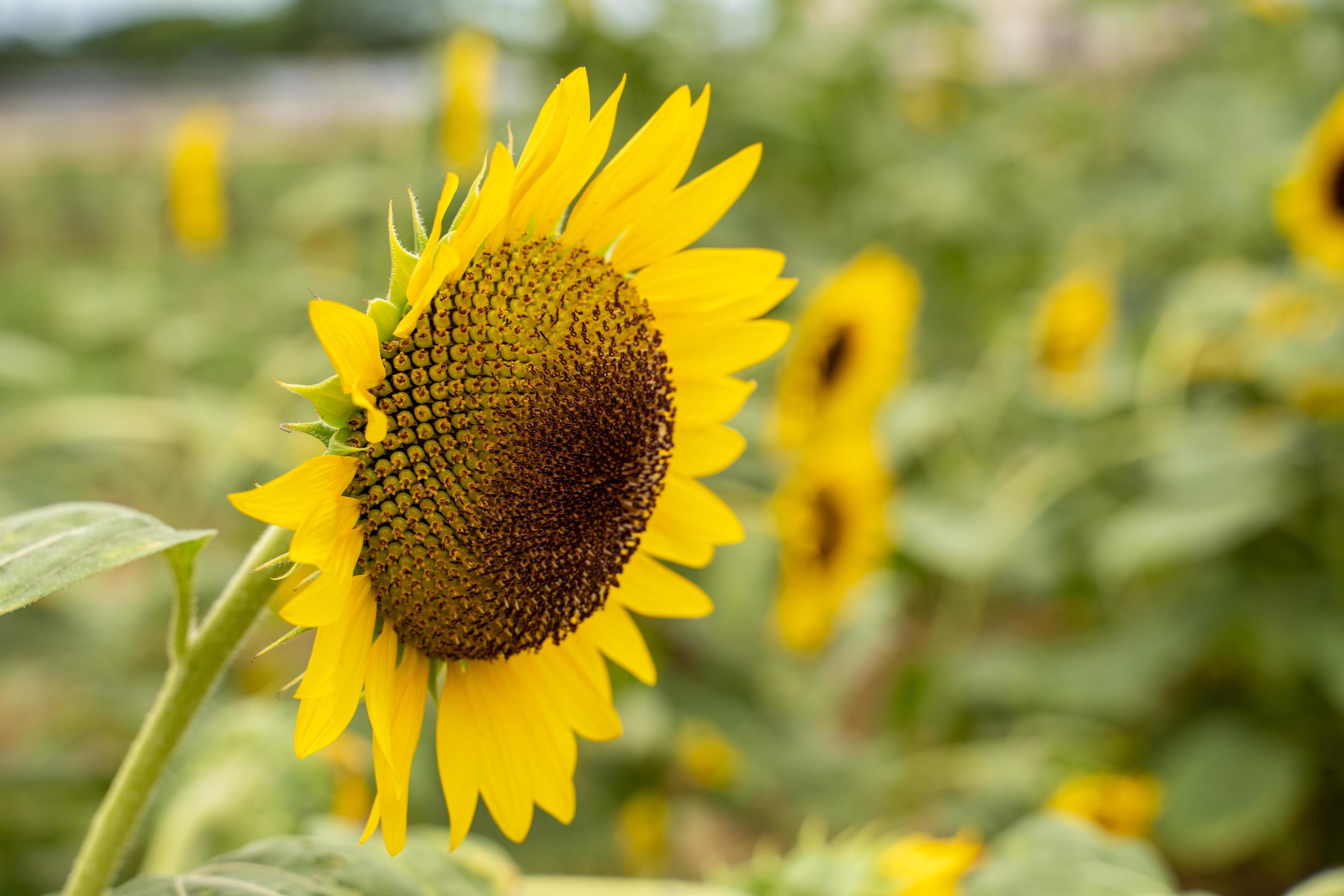 Realistic beautiful yellow sunflower plant landscape in the farm garden field with blue sky with cloudy day, close up shot, outdoor lifestyles. Stock Free