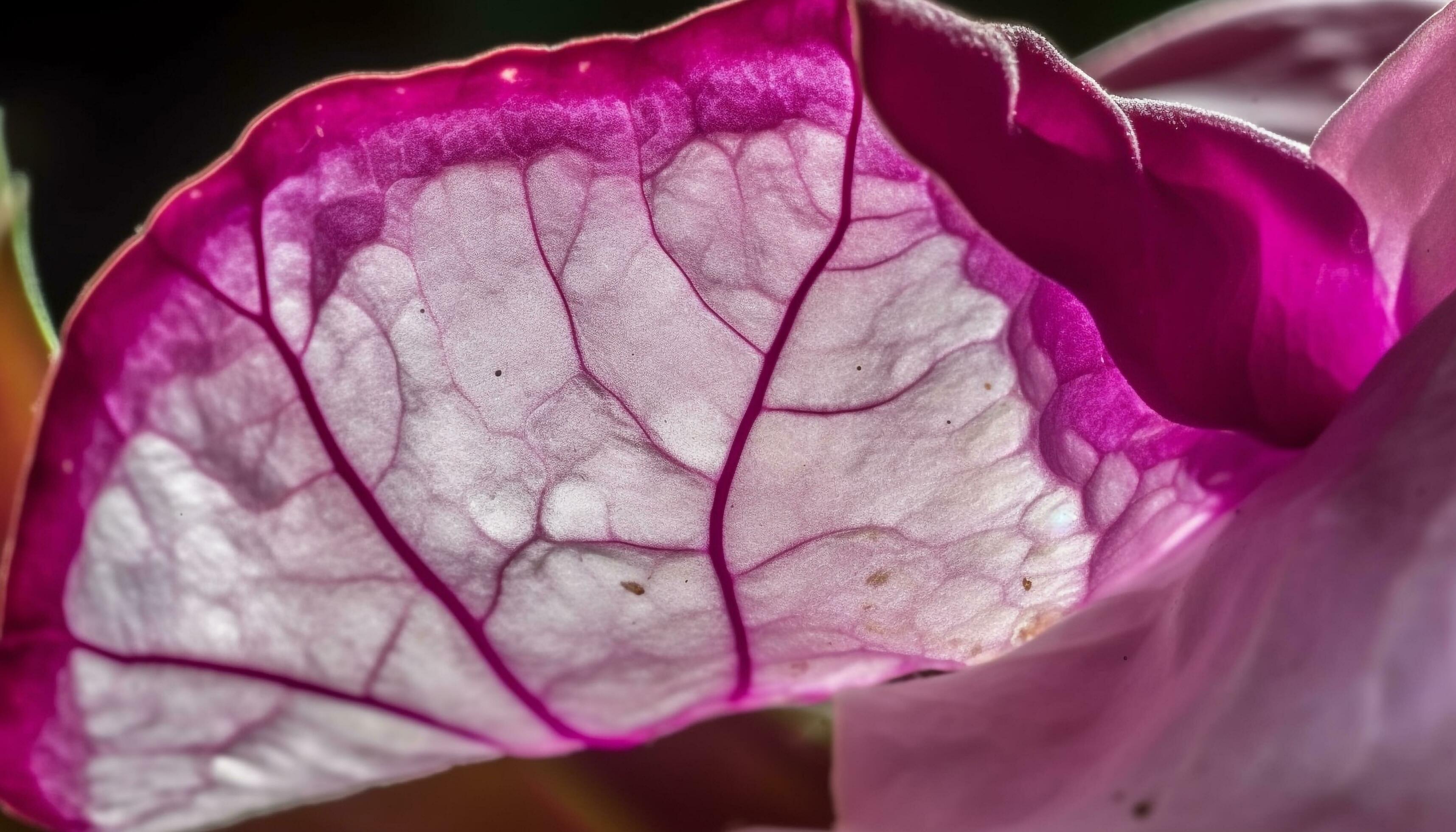 Vibrant pink and purple flower head showcases beauty in nature generated by AI Stock Free