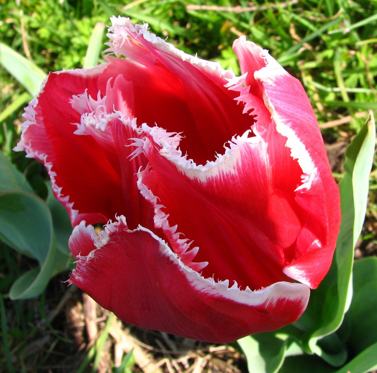 Red-and-white fringed tulip 2 Stock Free