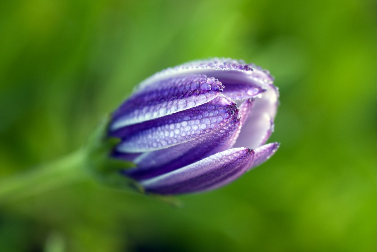 African daisy Stock Free