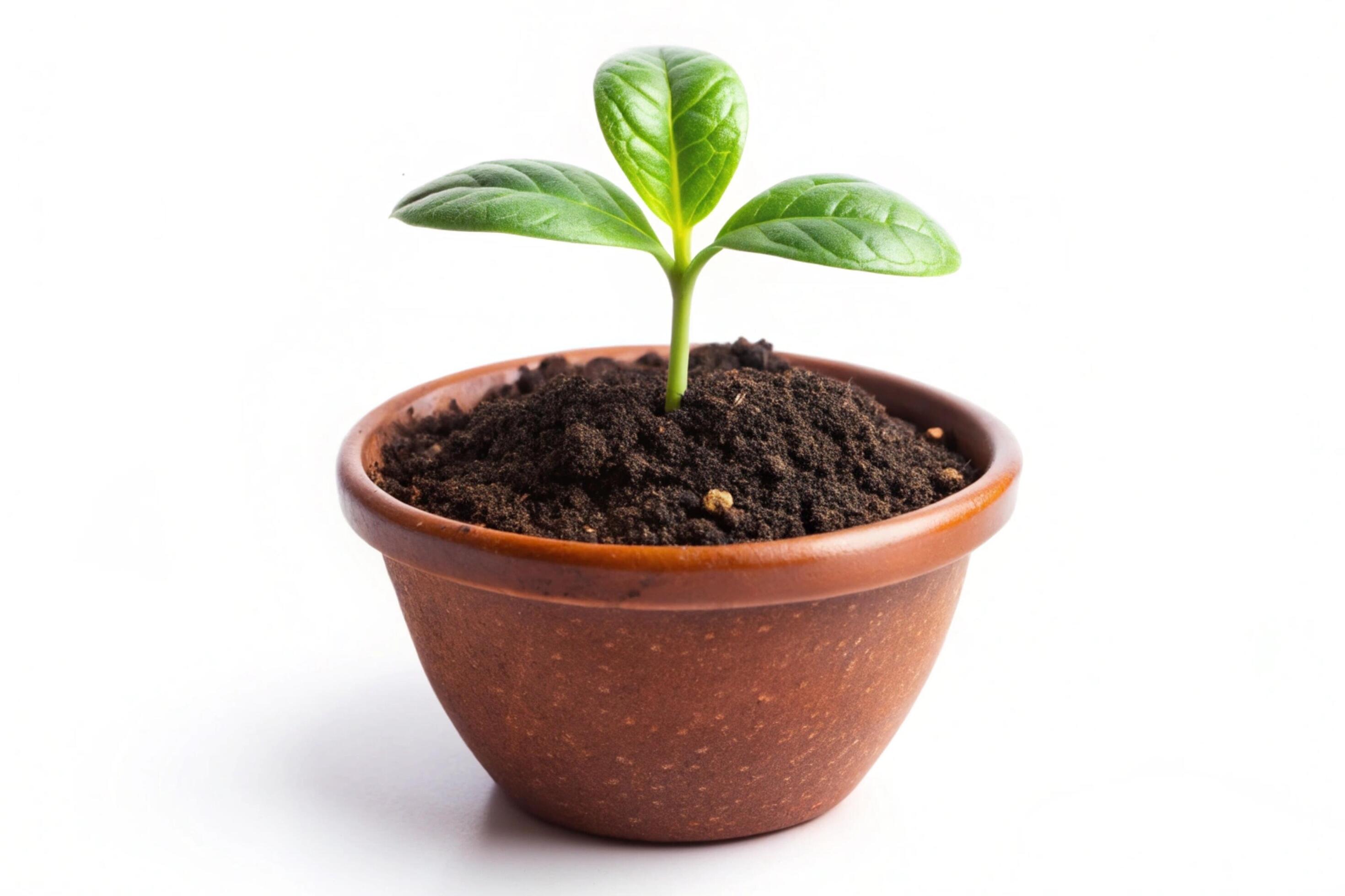 Small plant isolated on white background Stock Free