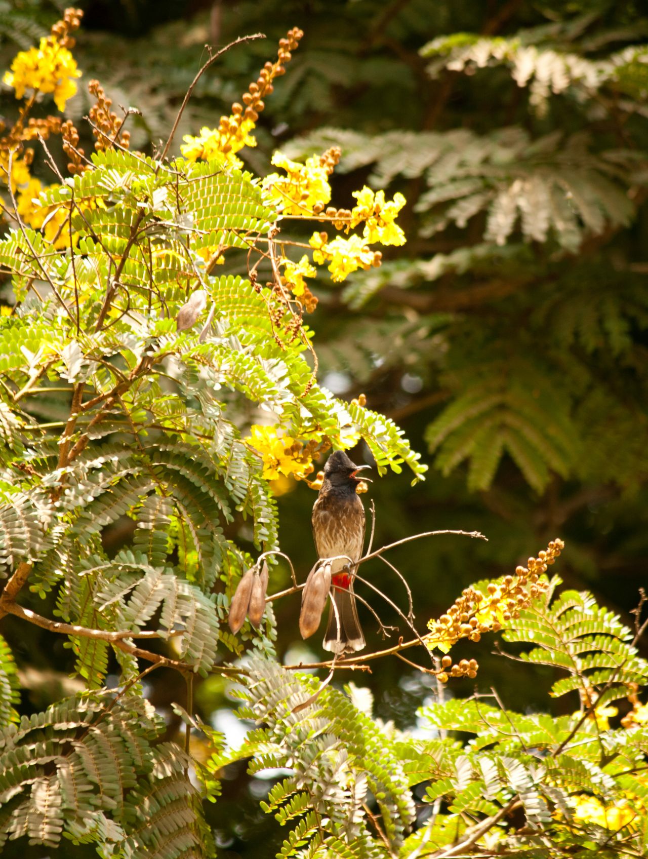 Bulbul Branch Bird Stock Free