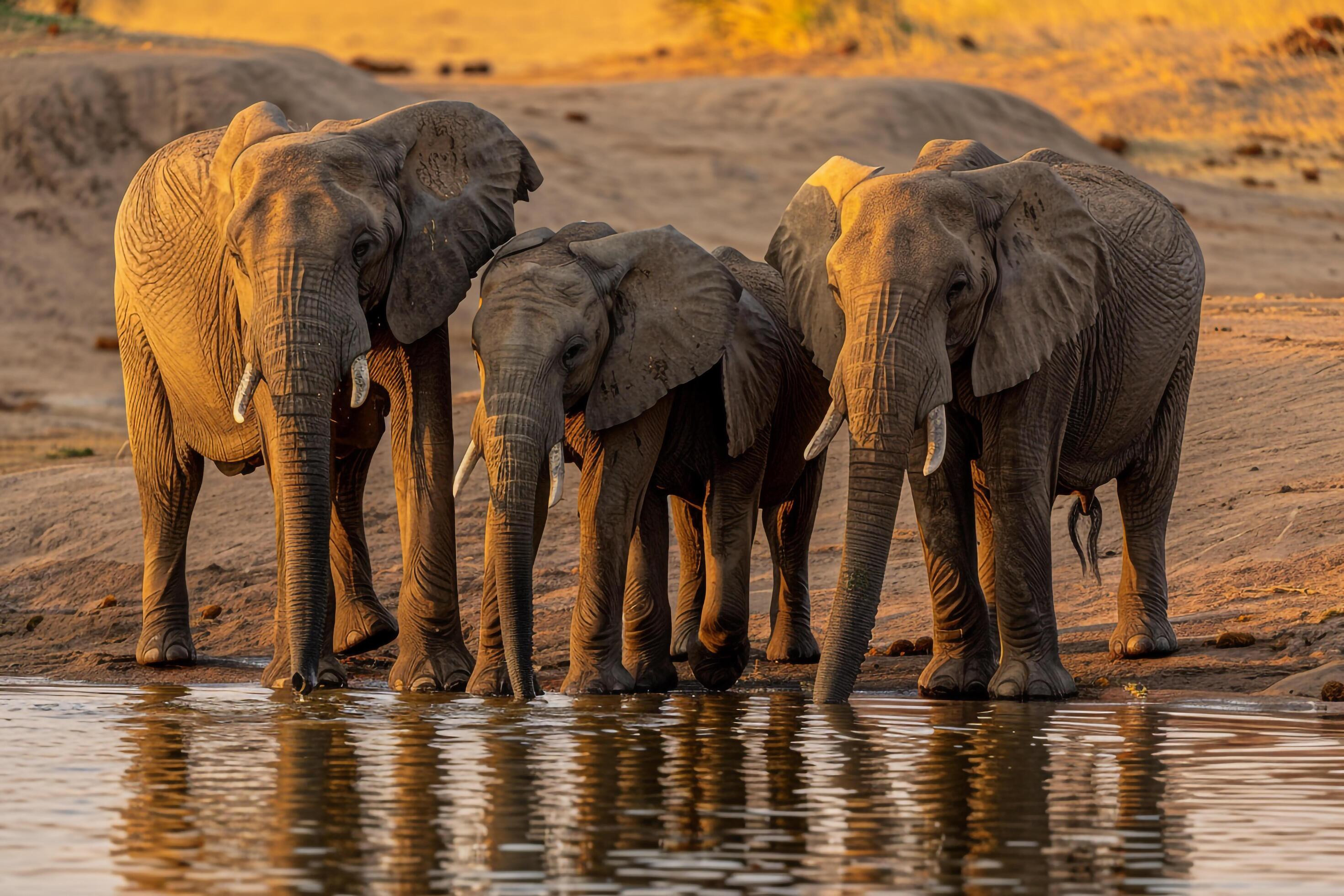 Family of Elephants Drinking at a Watering Hole Nature Background Stock Free