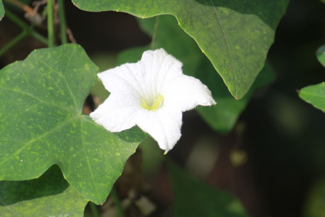 White Flower Background Stock Free