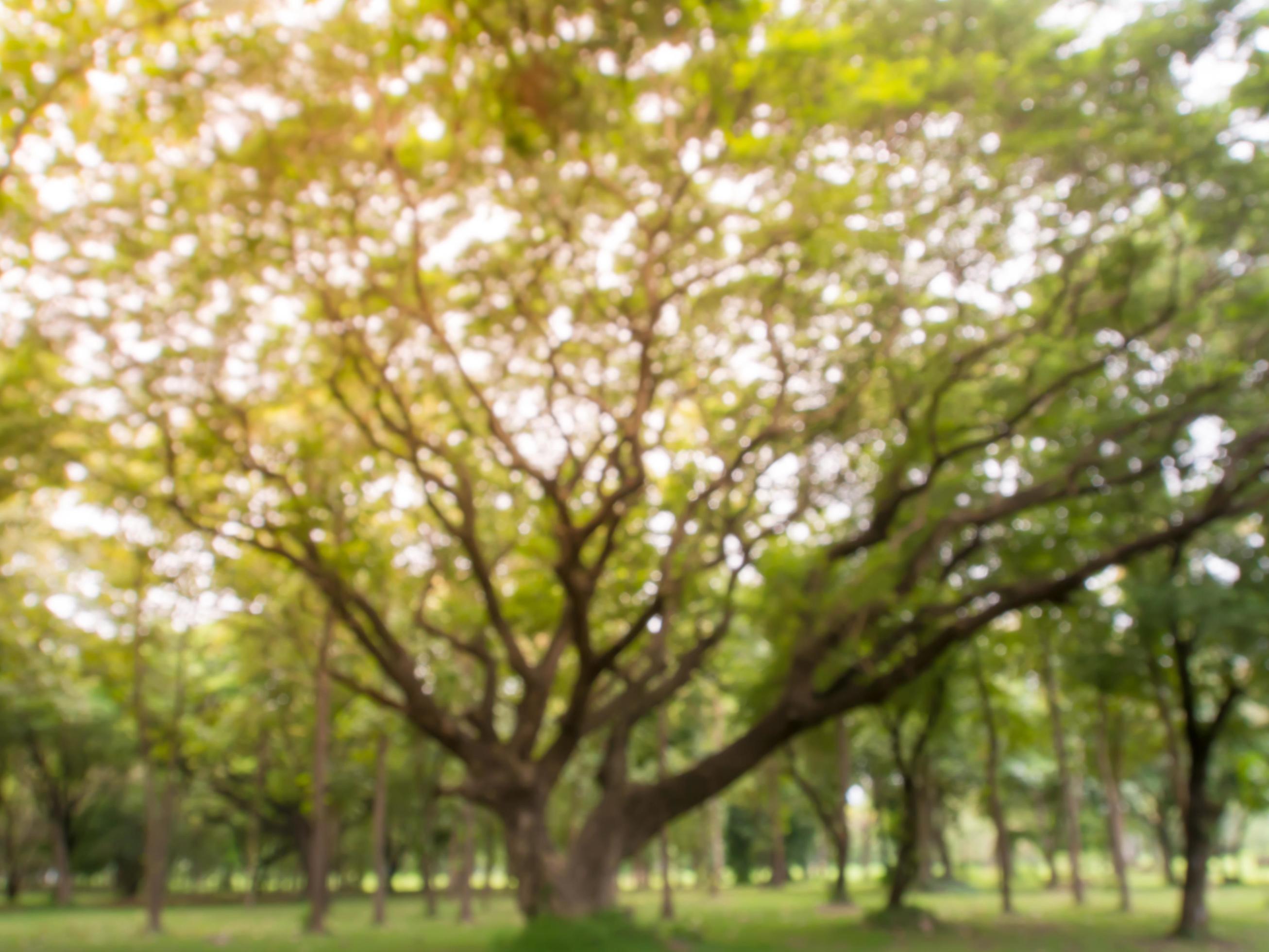 Blurred image natural green leaves background wallpaper Stock Free