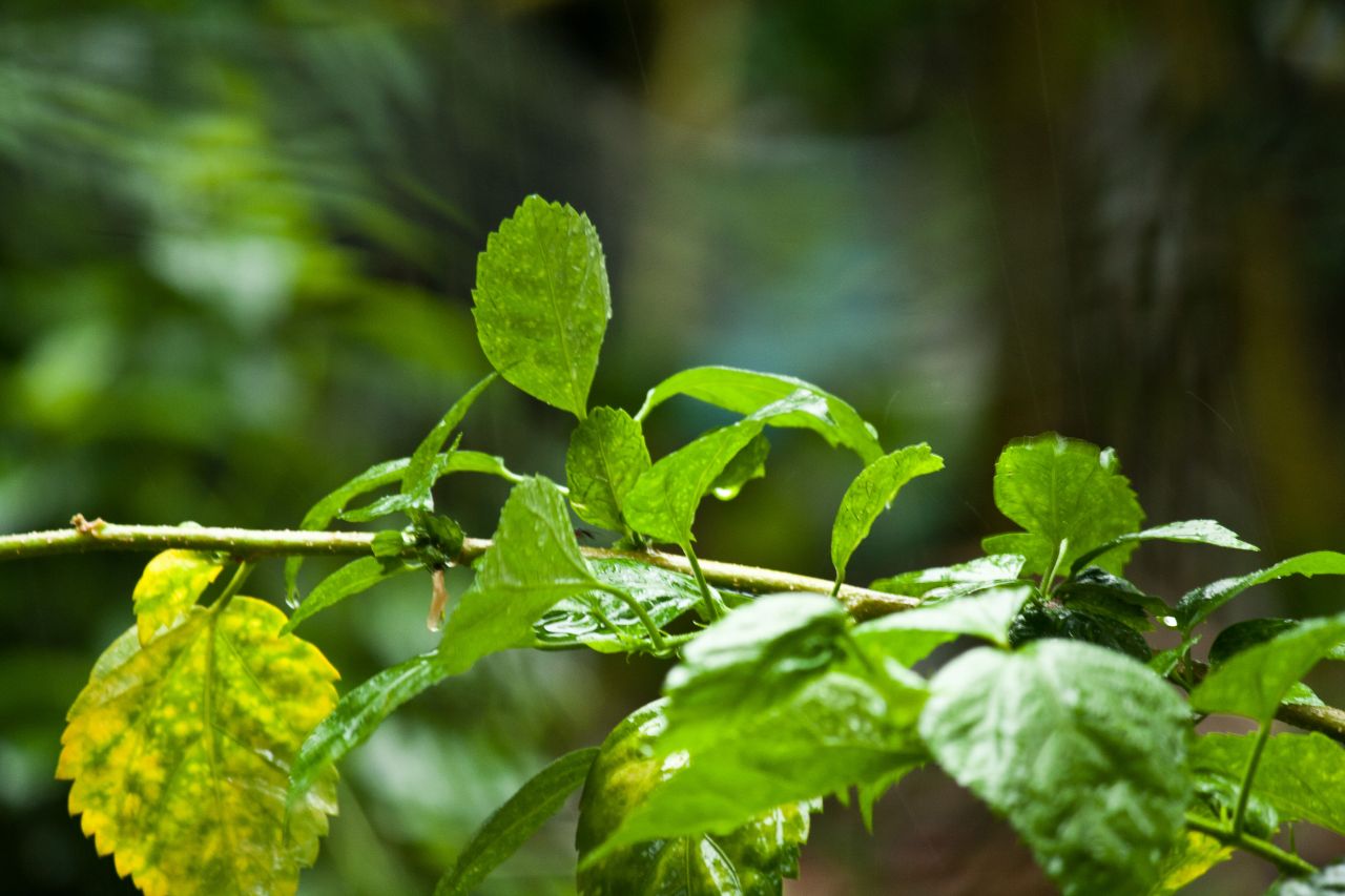 Plant Leaves Stock Free