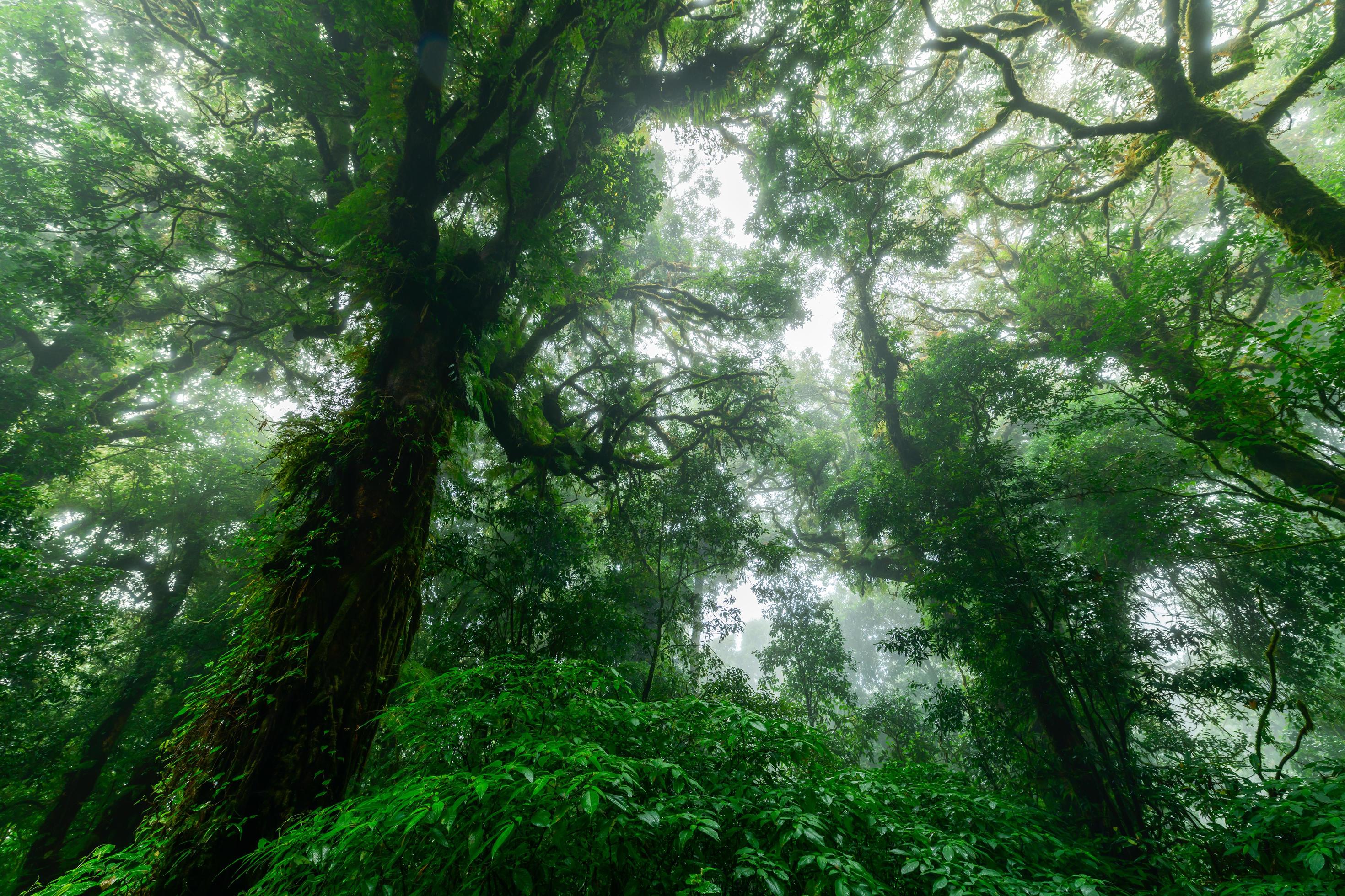 Beautiful rain forest or montain forest in doi inthanon national park, Thailand Stock Free