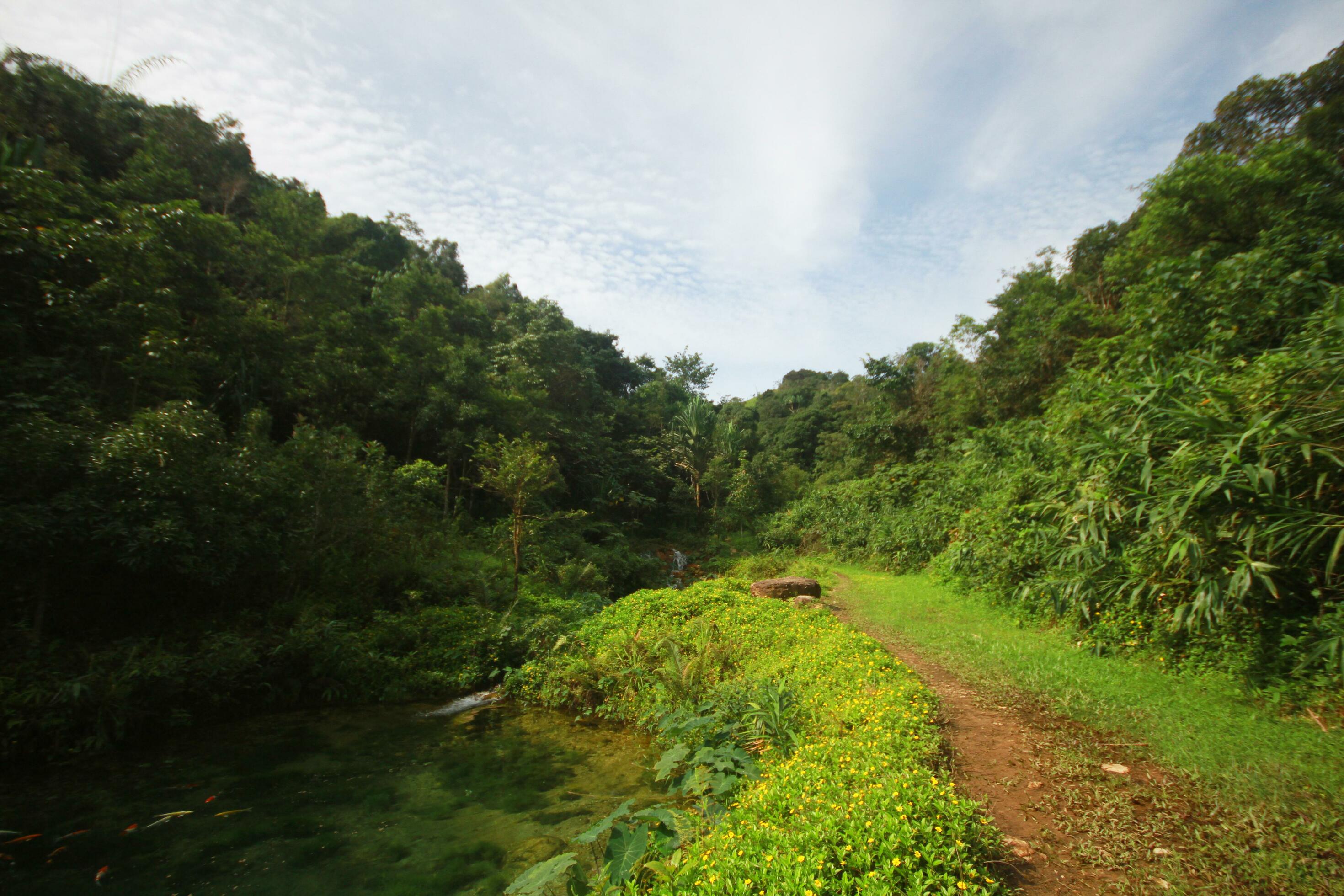 Greenery of the pathway and Rainy season in tropical jungle and natural lake or stream in rainforest on the valley mountain in Thailand Stock Free