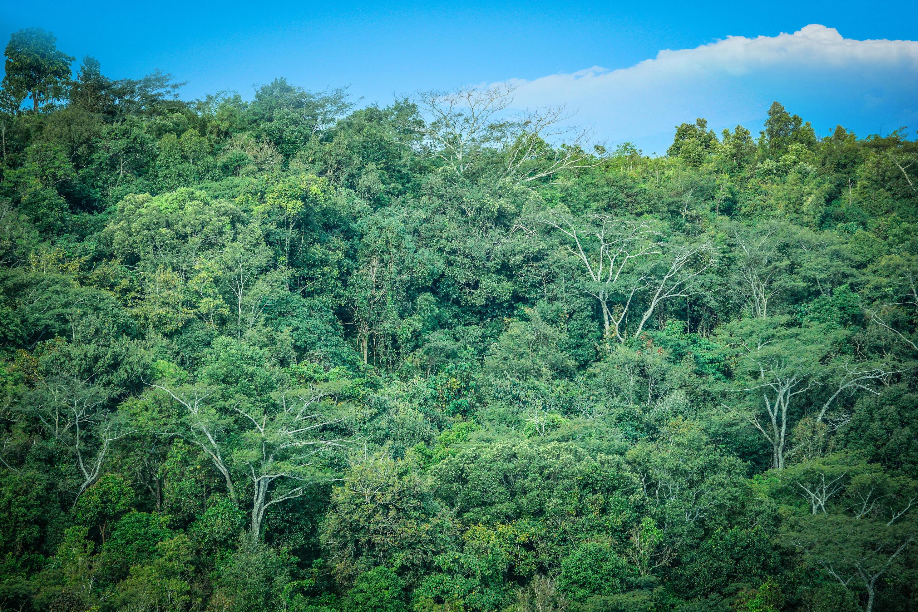 View tree landscape of tropical natural green forest top view and blue sky background Stock Free