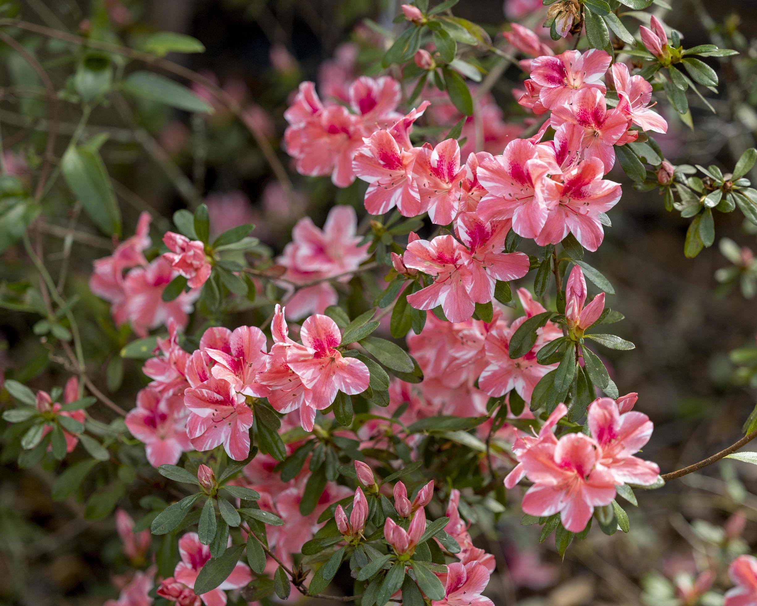 Pretty pink and white flowers in full bloom Stock Free