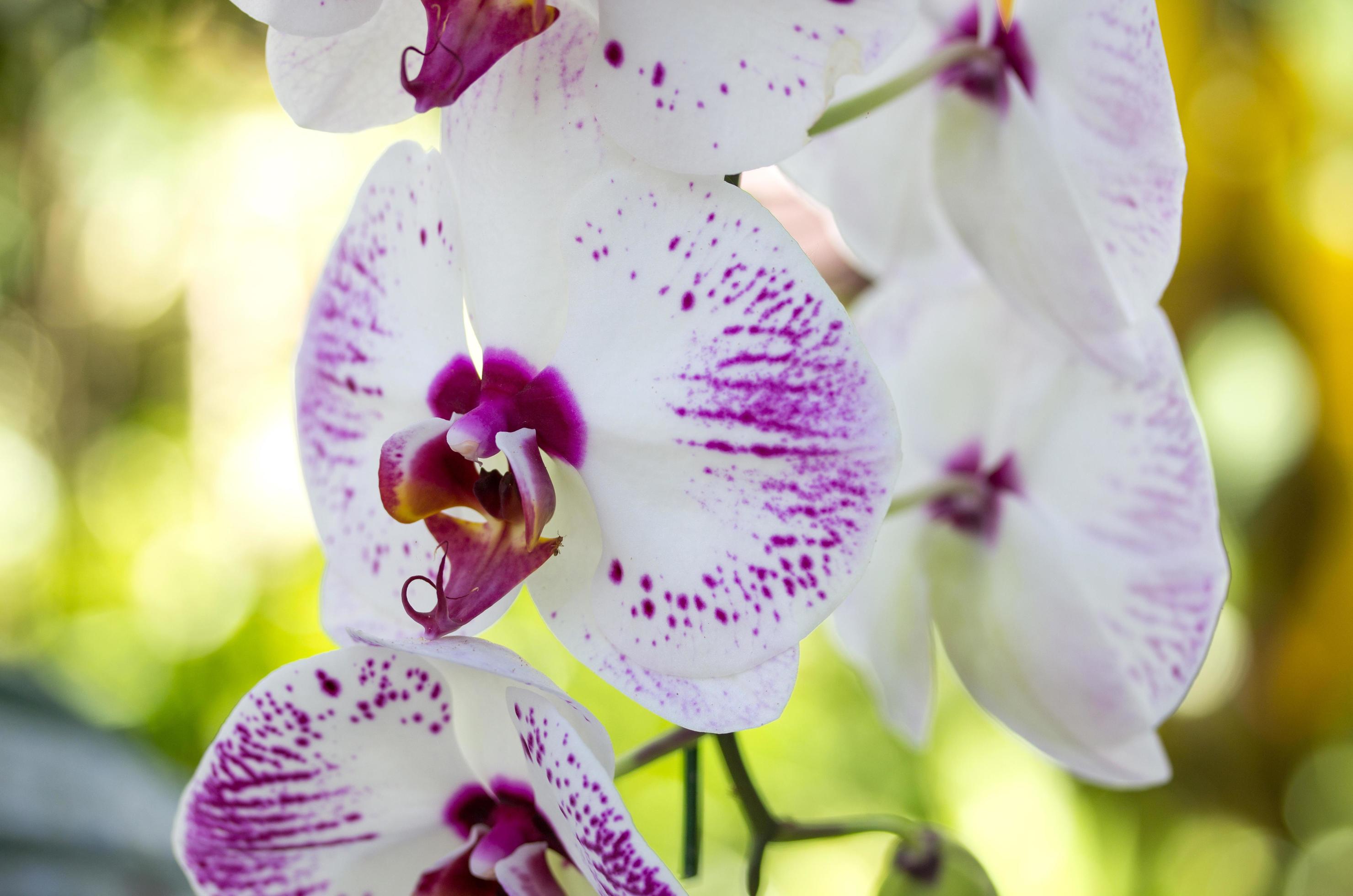 Phalaenopsis orchid flower Stock Free