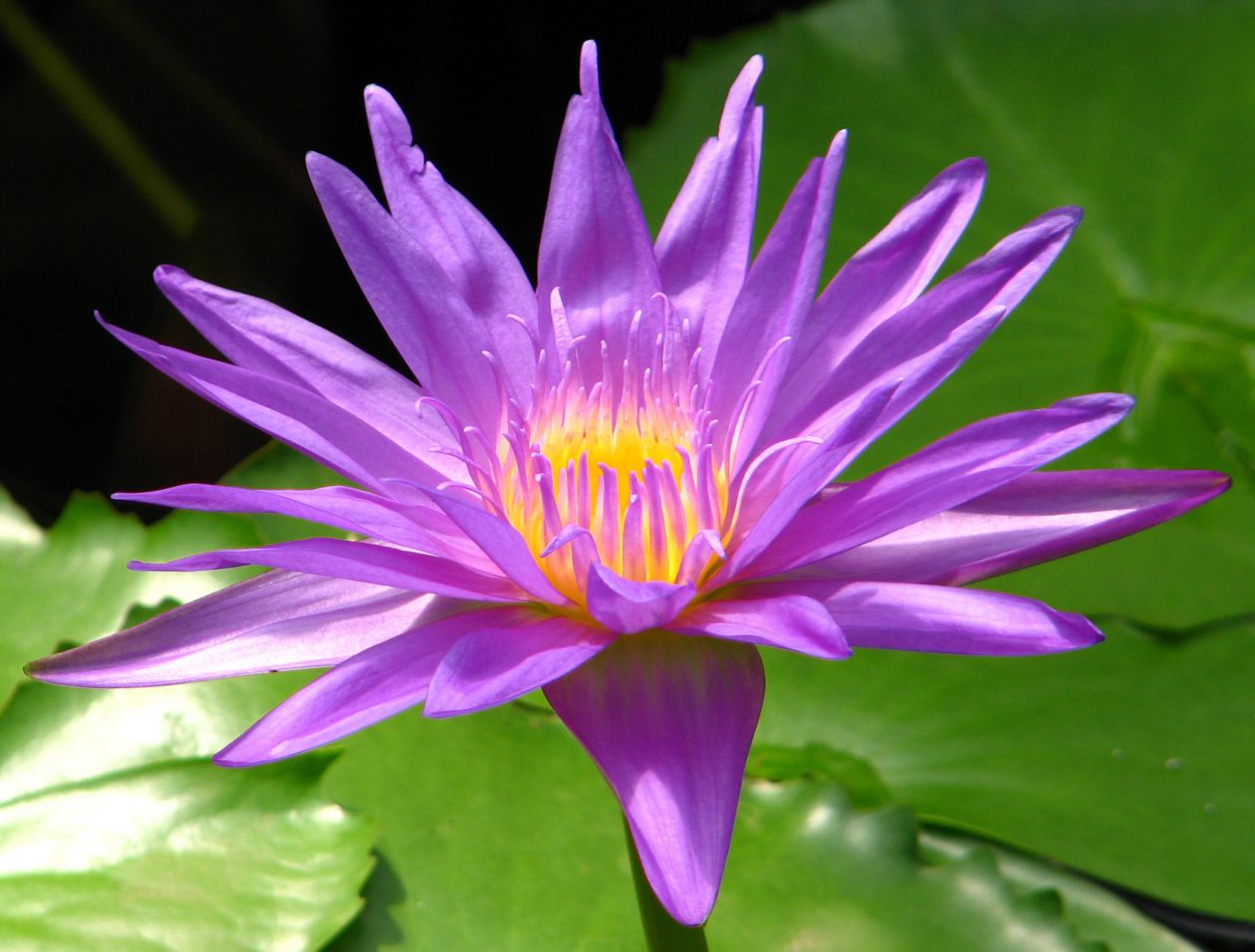 Violet water lily Stock Free