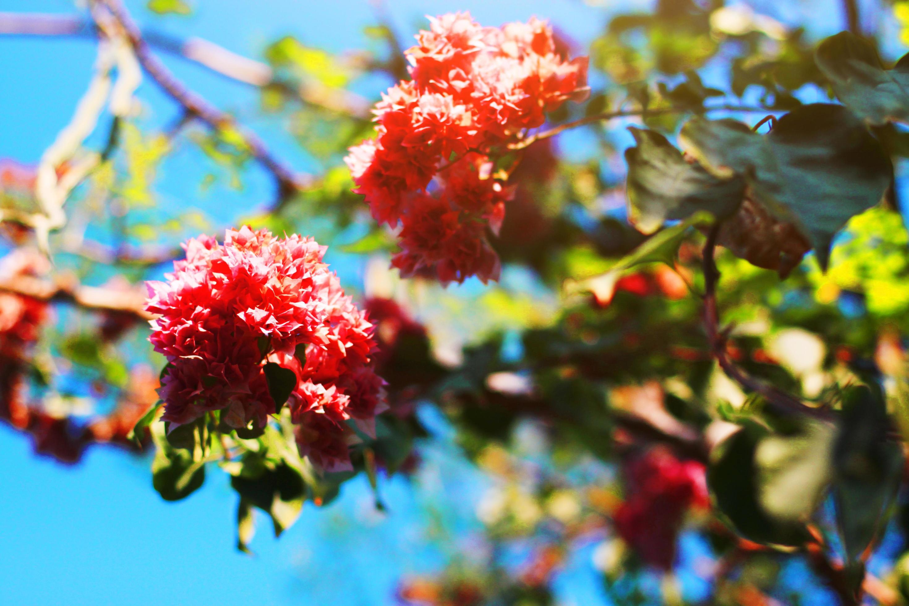 Pink Bougainvillea flowers with blue sky and natural light Stock Free