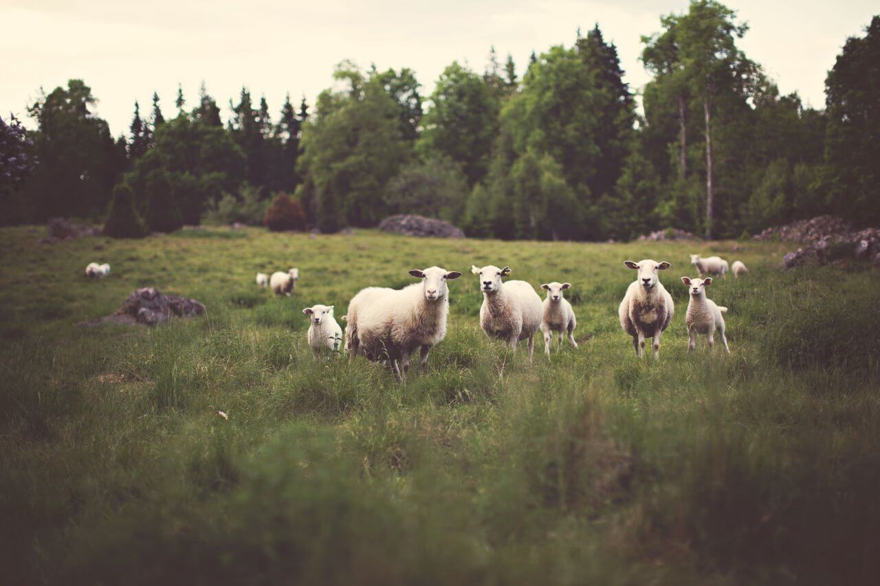 Sheep Field Stock Free