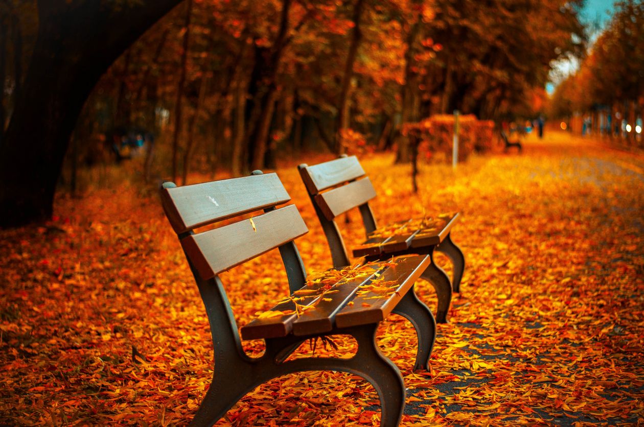 Autumn Park Bench Fall Orange Leave Trail Stock Free