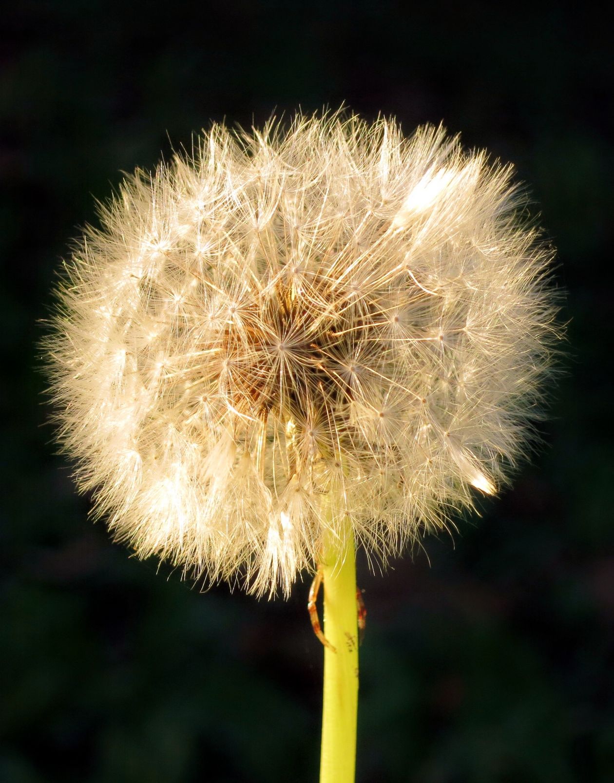 Dandelion Stock Free