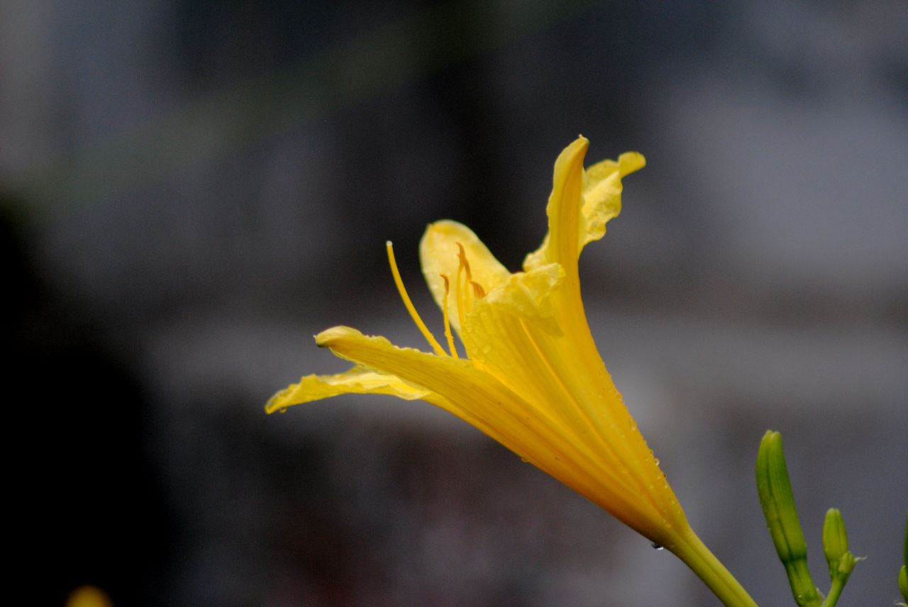 Yellow Flower Stock Free