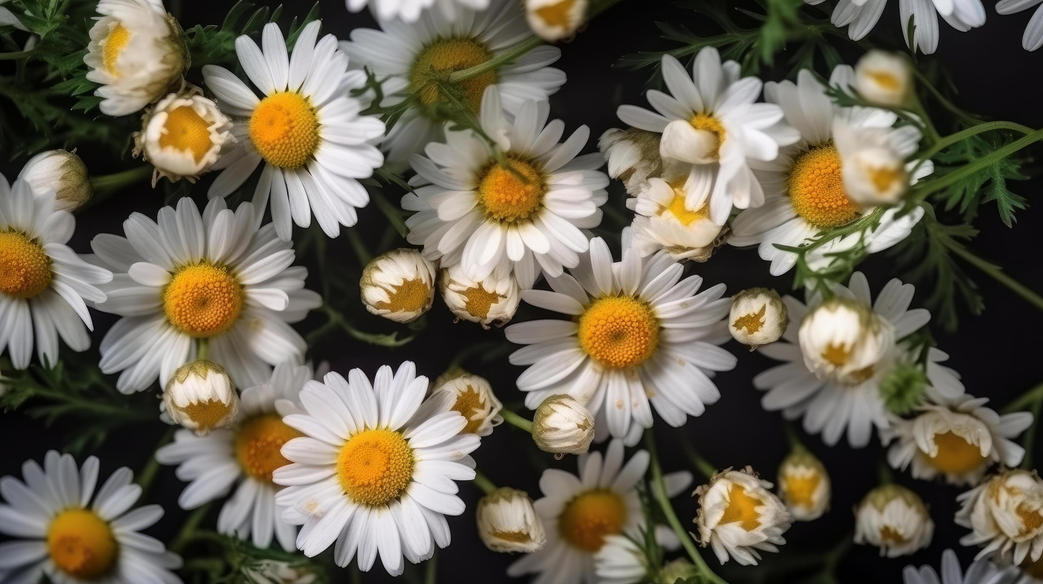 Chamomile flowers background. Illustration Stock Free