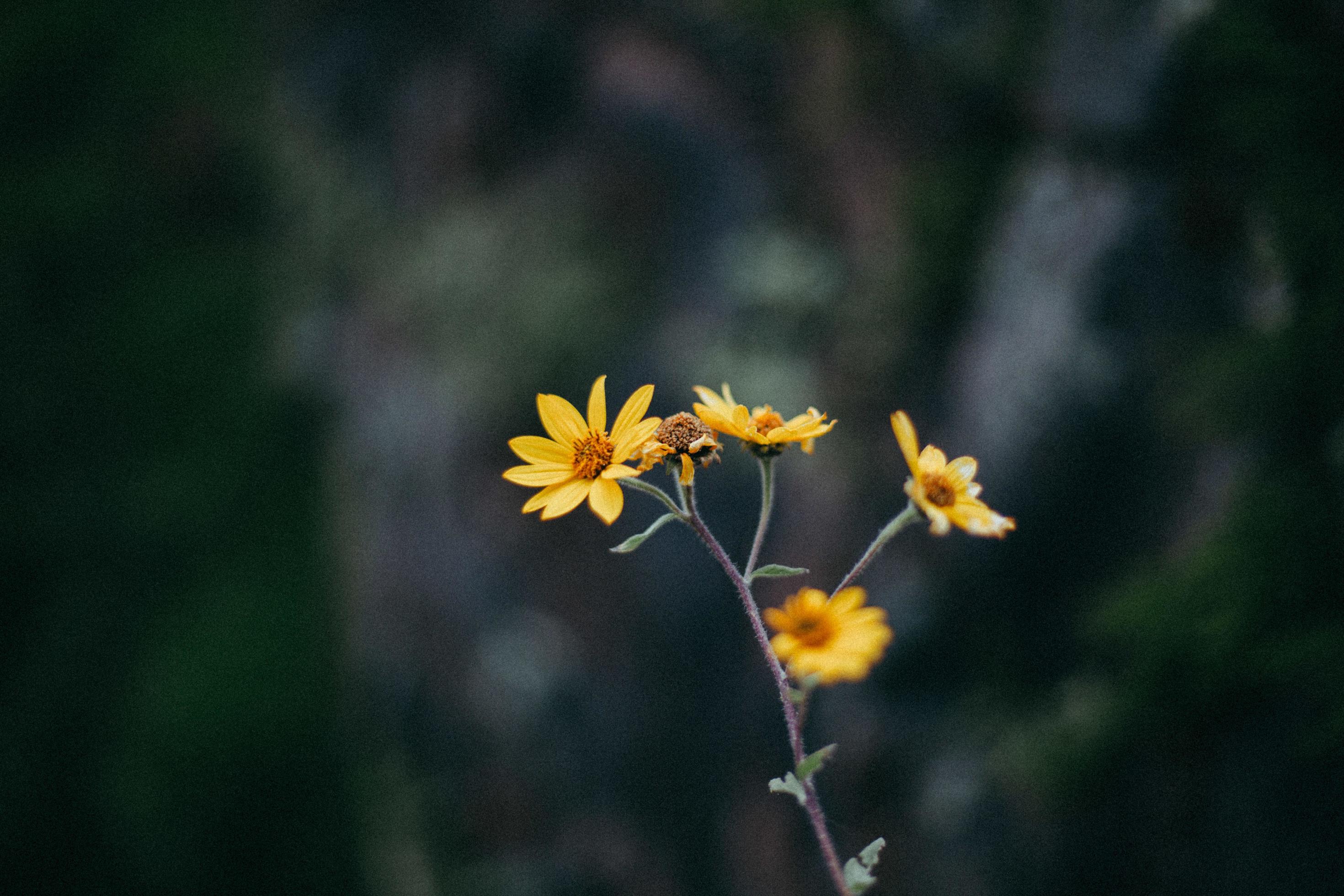 Closeup of yellow flower Stock Free