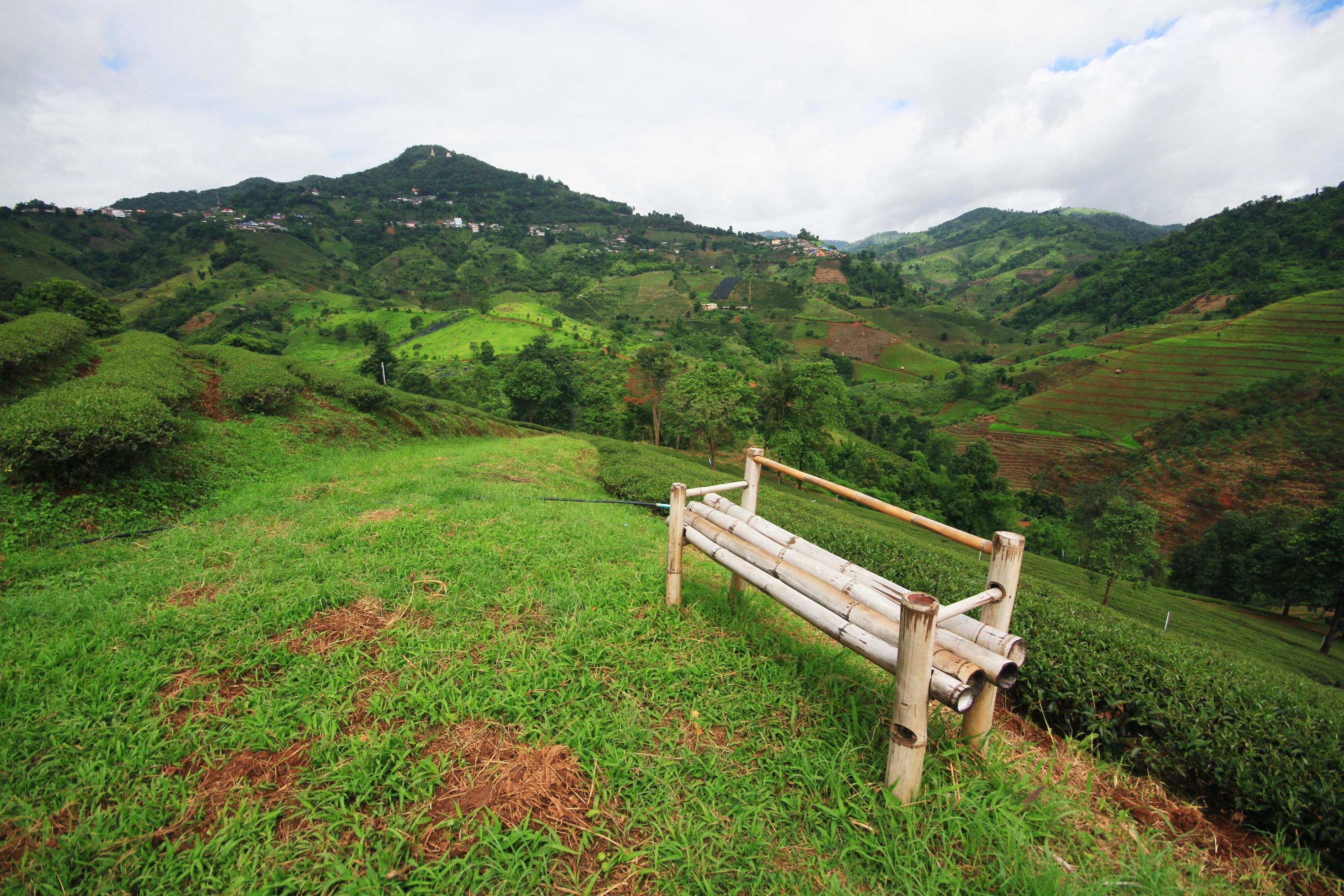 Bamboo chair on grass in Tea Plantation on the mountain and forest is very beautiful view in Chiangrai Province, Thailand. Stock Free