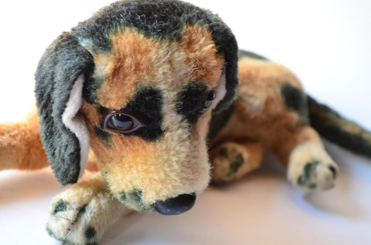 Sad Dog Soft Toy Stock Free