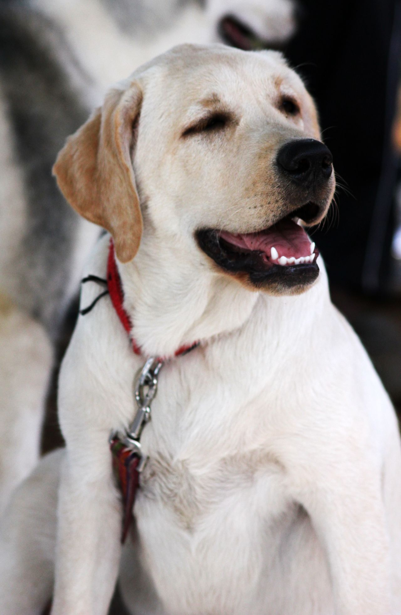 Labrador White Dog Stock Free