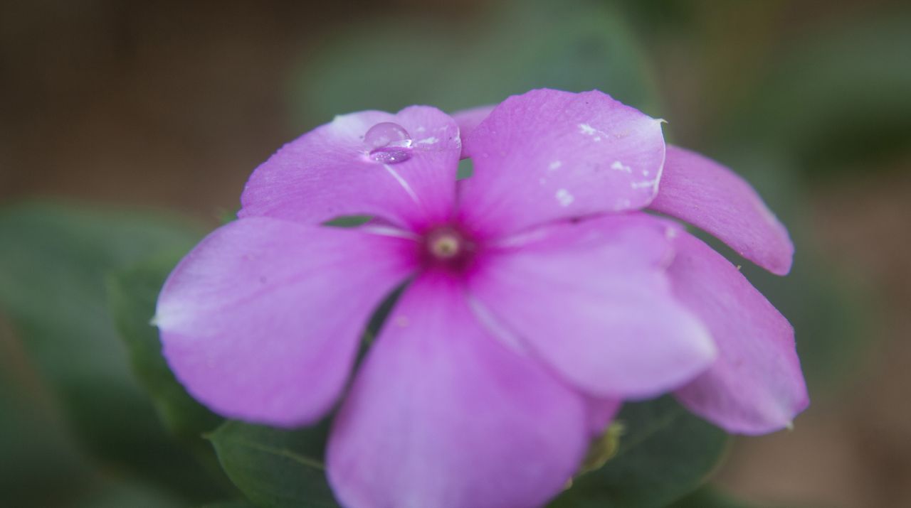 Pink Flower Stock Free