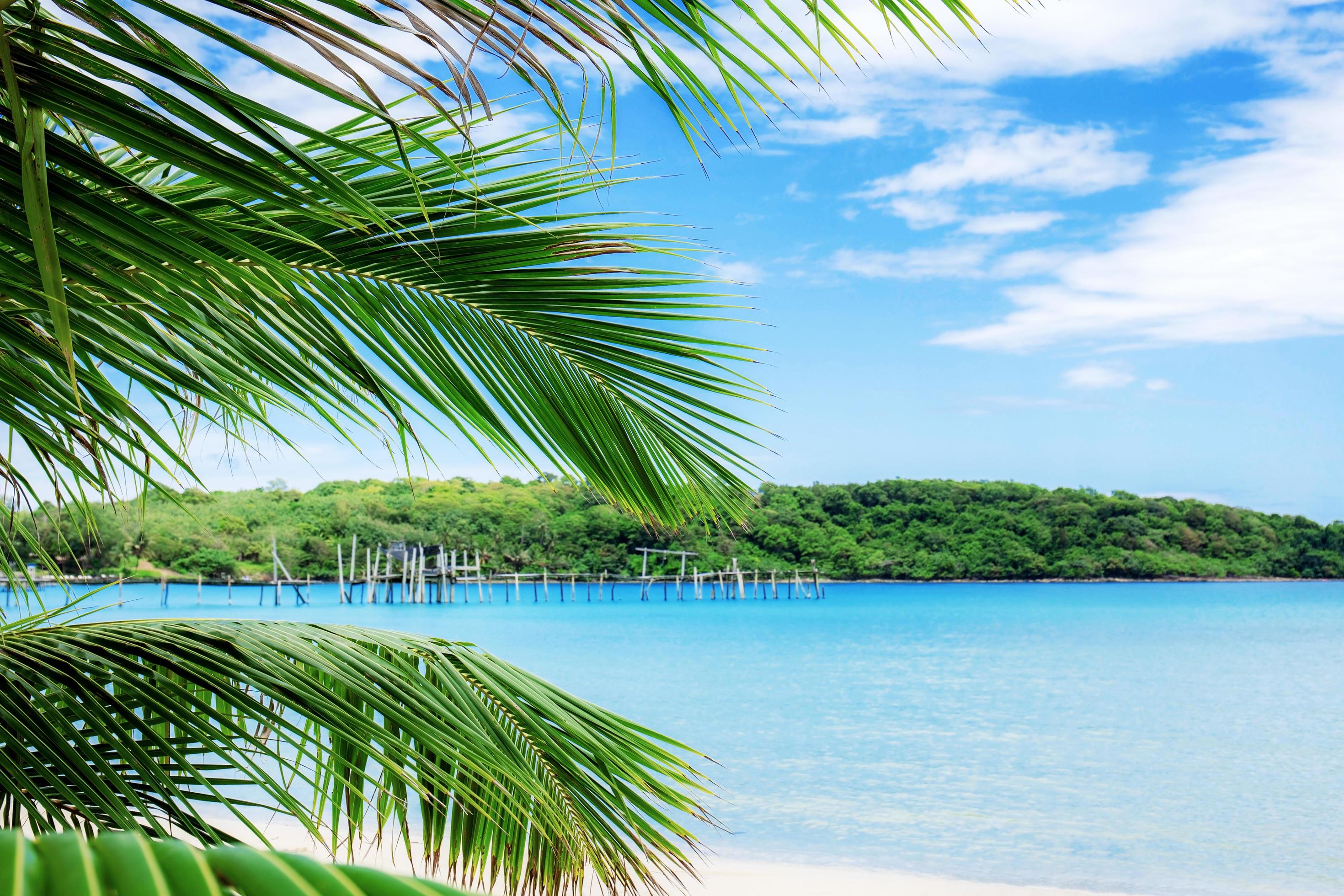 Palm leaves on beach at sky. Stock Free