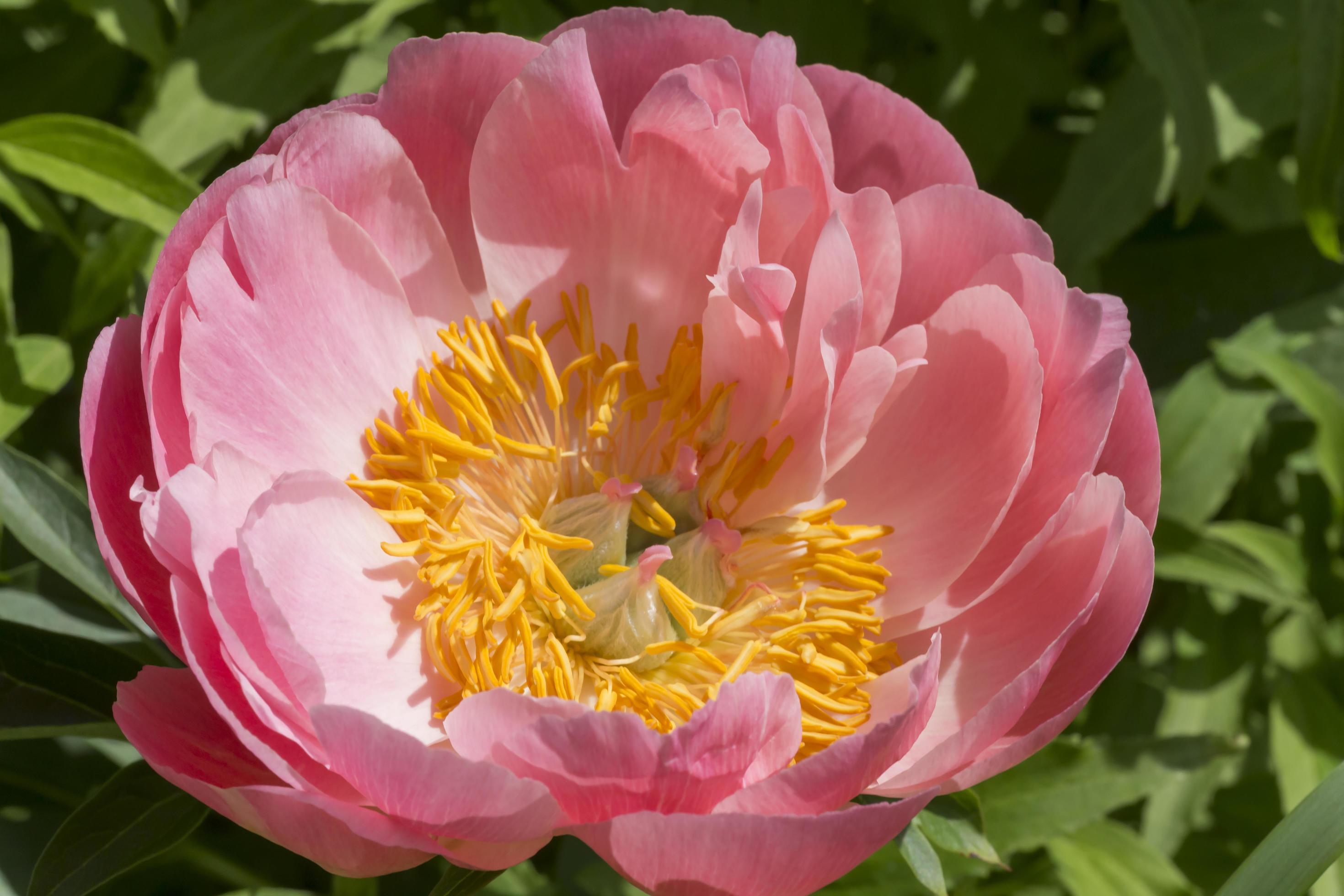 pink peony flower in garden Stock Free