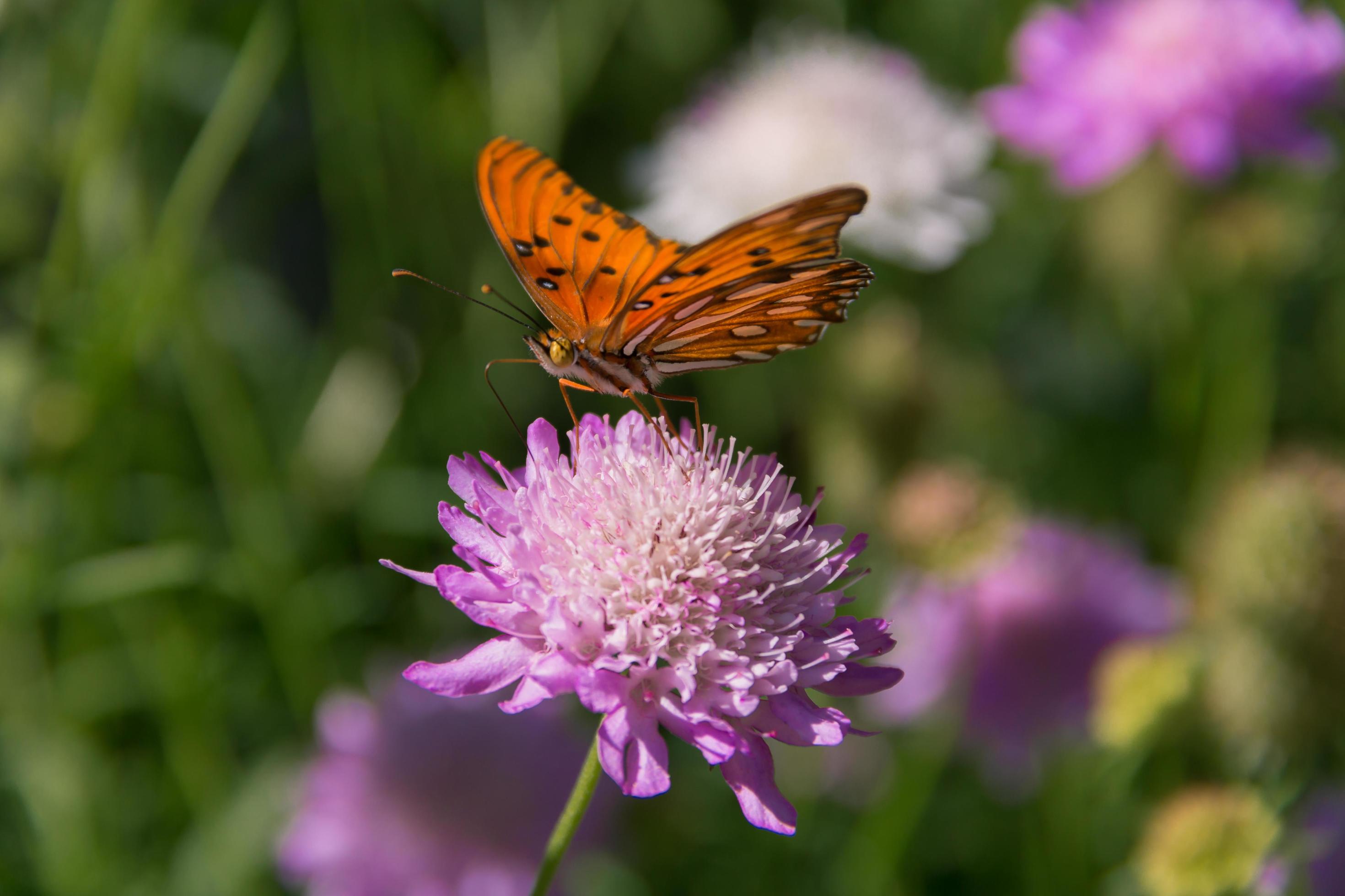 beautiful monarch butterfly fluttering over lilac flowers and thistles Stock Free