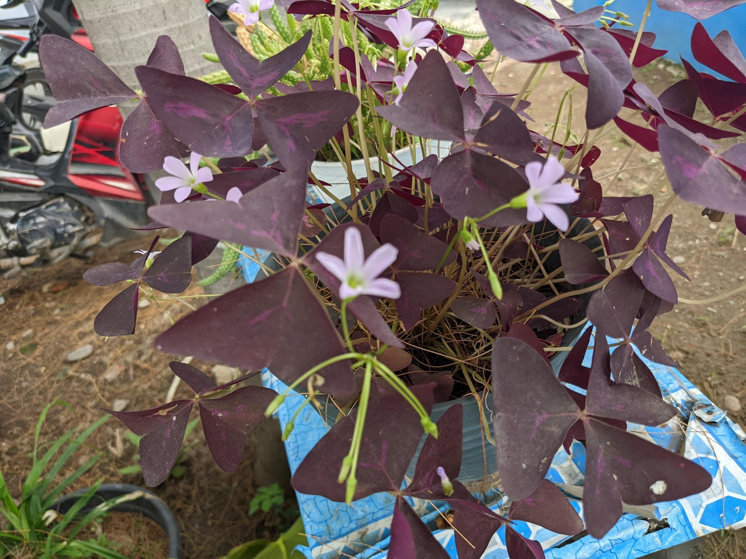 Close up photo of purple flower with violet leaf. The photo is suitable to use for decorative flower background and nature content media. Stock Free