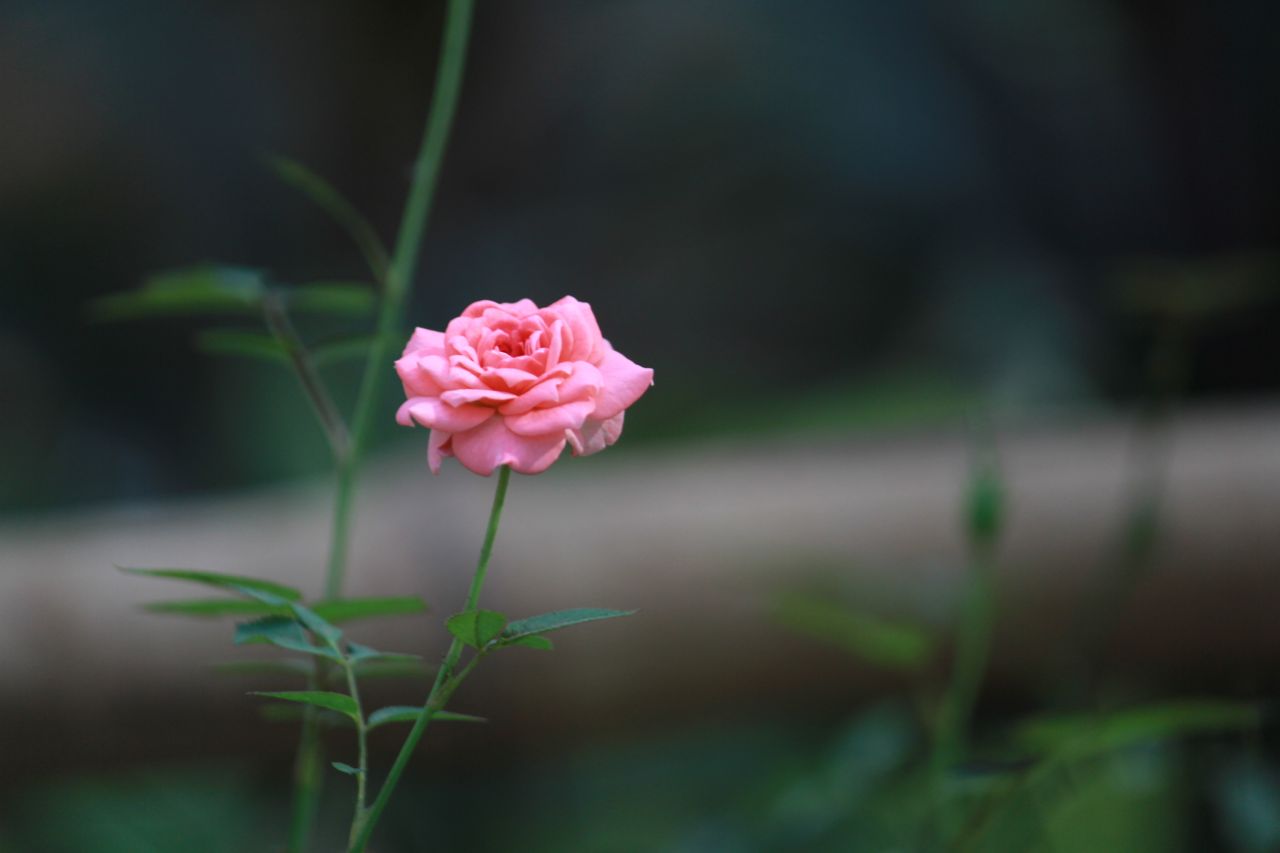 Pink Rose Dark Background Stock Free