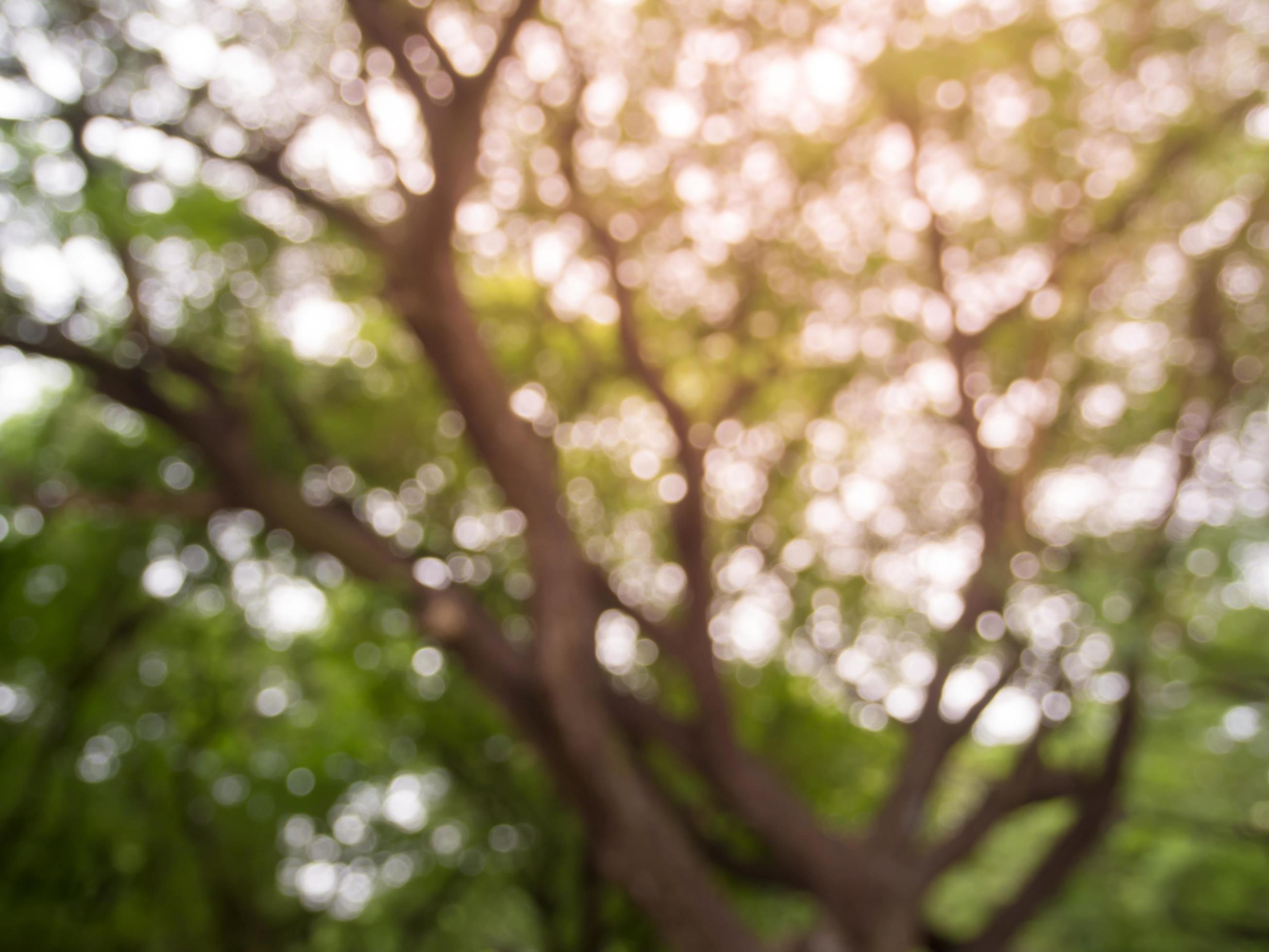 Blurred image natural green leaves background wallpaper Stock Free