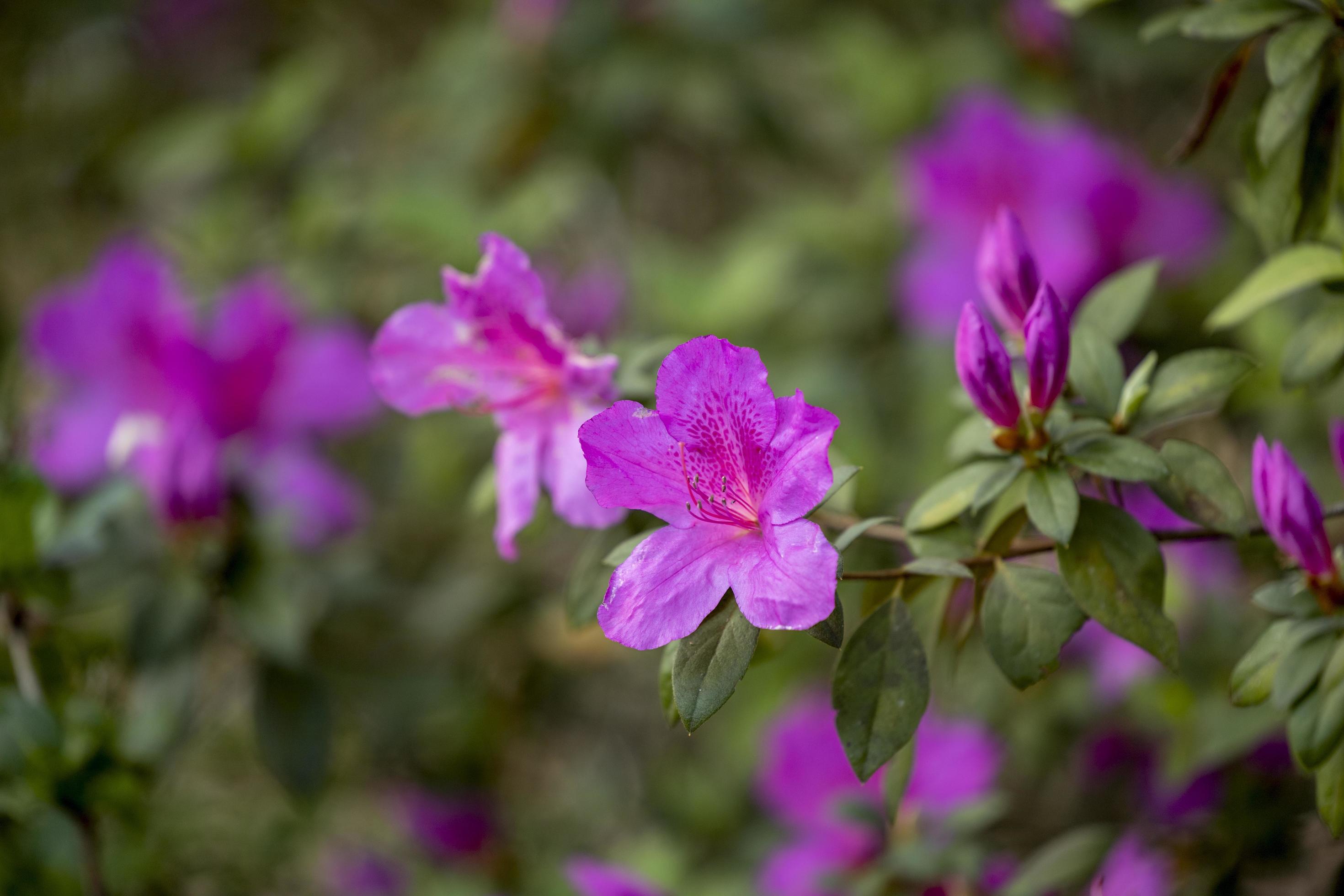 Purple flowers in full bloom in springtime Stock Free