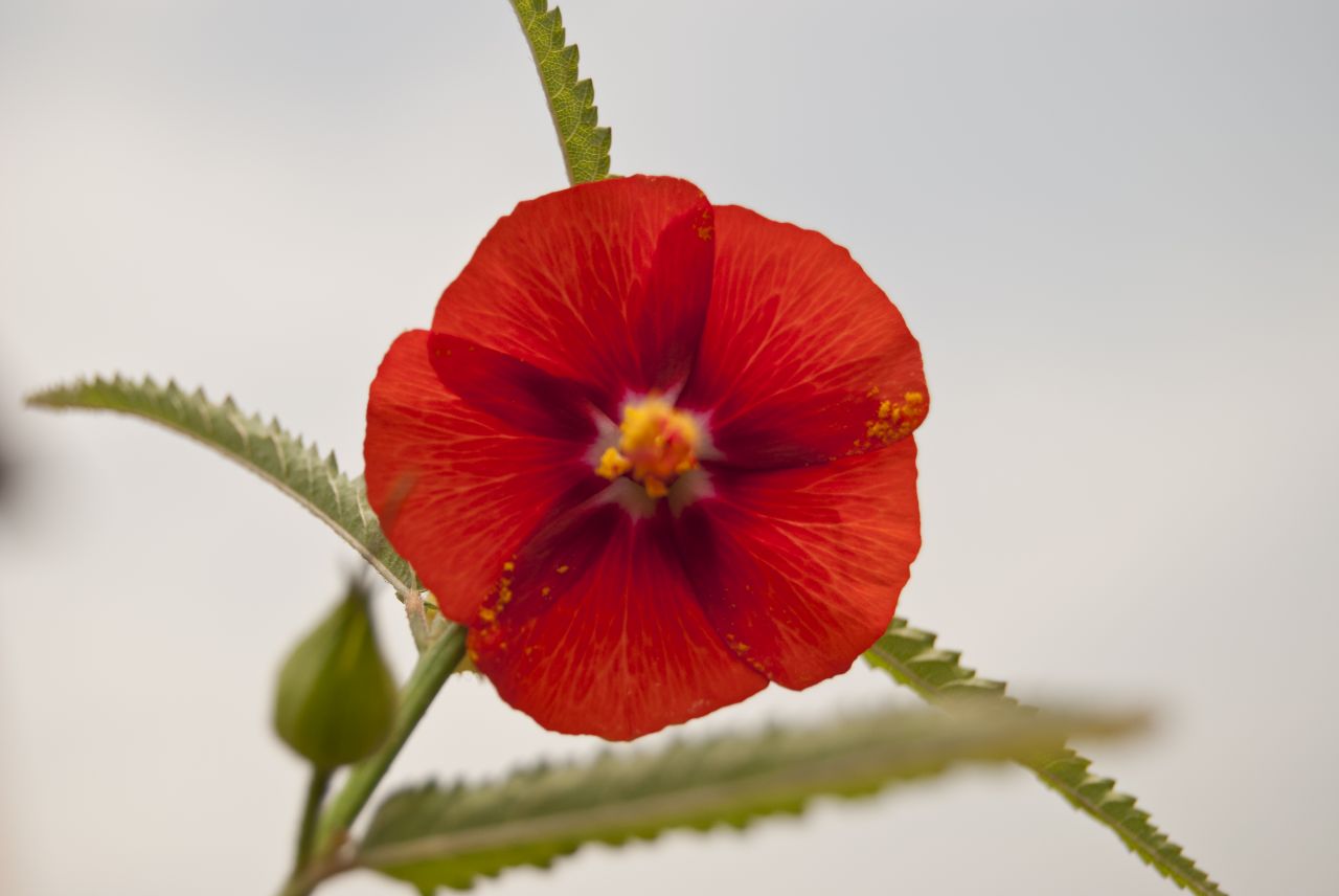 Red Flower Bloom Stock Free