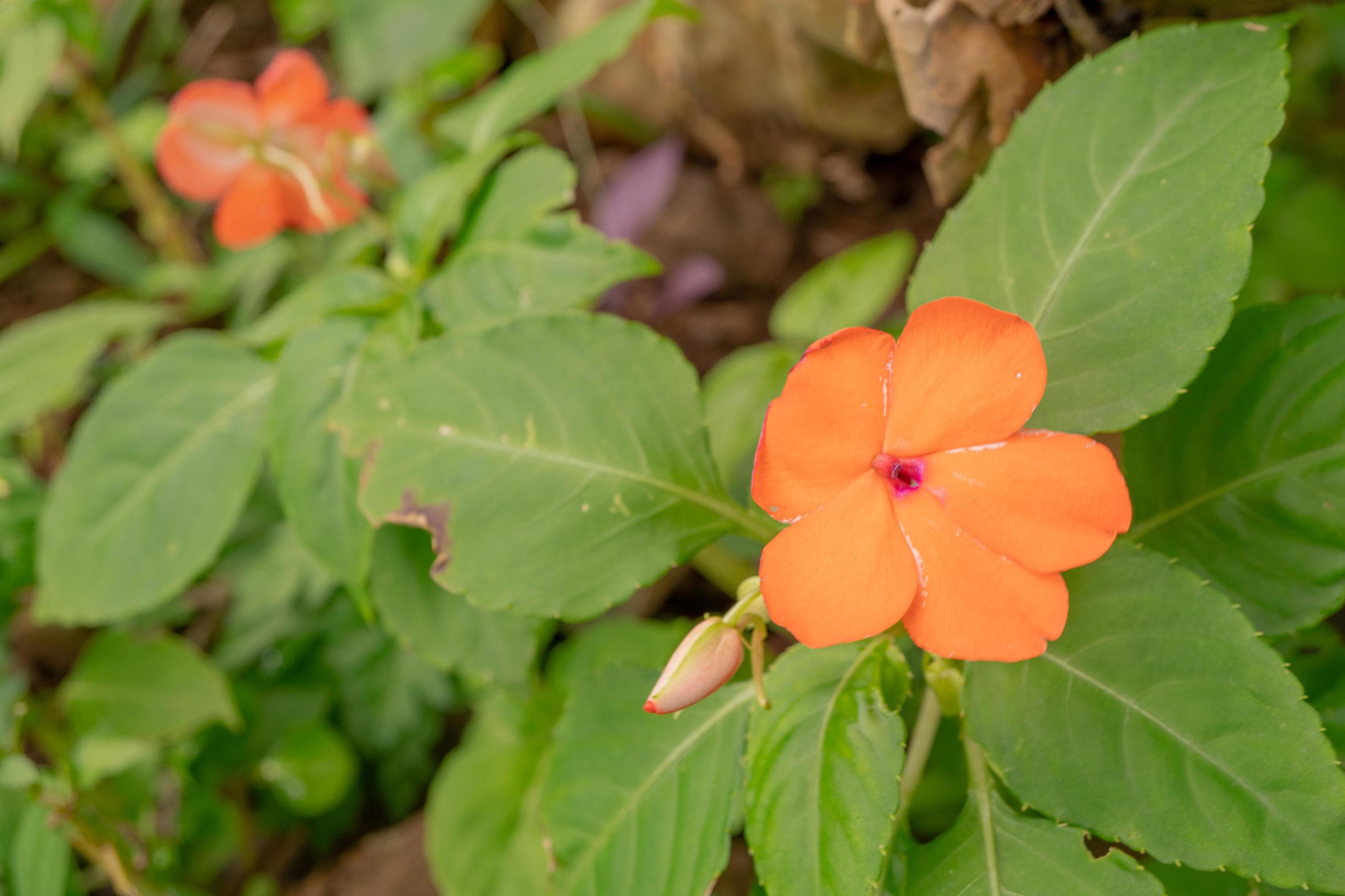 Orange wild flower blossom when springtime. The photo is suitable to use for flower background, traveler poster and botanical content media. Stock Free