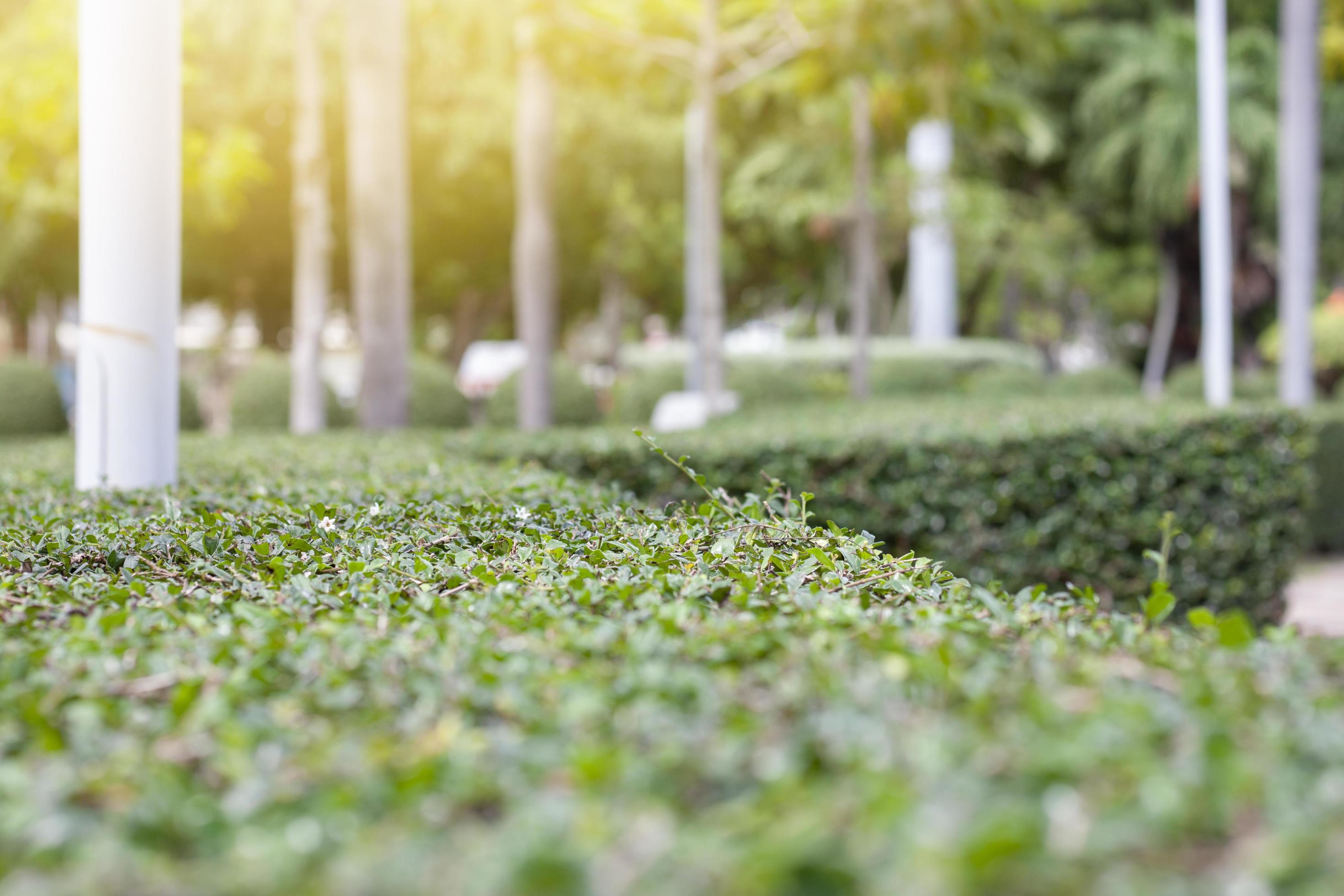 Blurred nature of tree with sunlight at walkway in the park. Stock Free