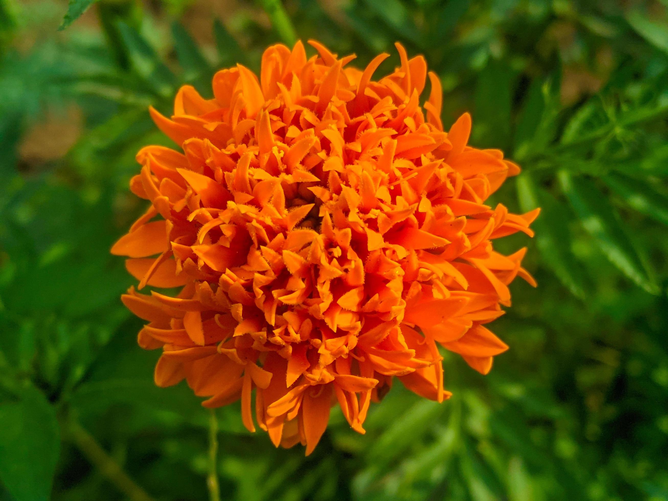 Orange marigold flowers. This flower has the meaning of beauty, wealth, fame, and warmth Stock Free