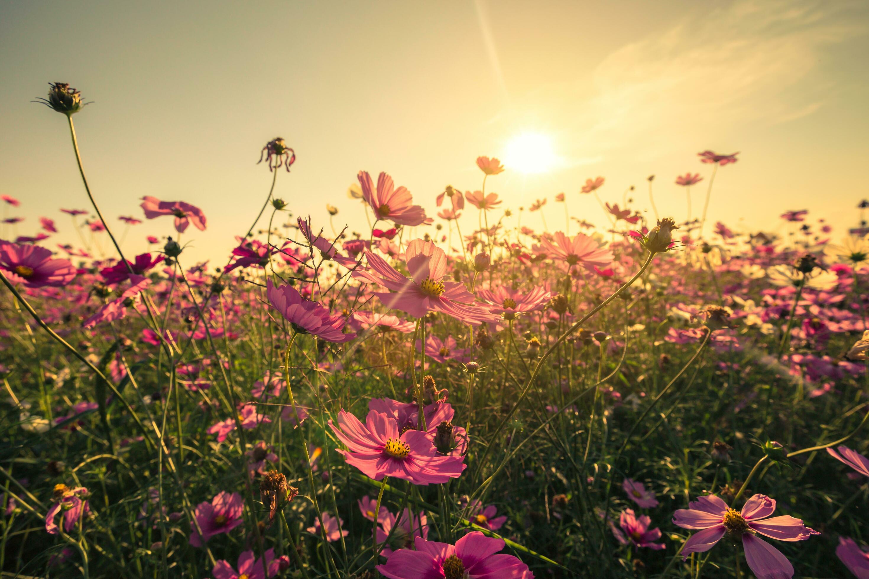 cosmos flower and sunset with with vintage toned effect. Stock Free